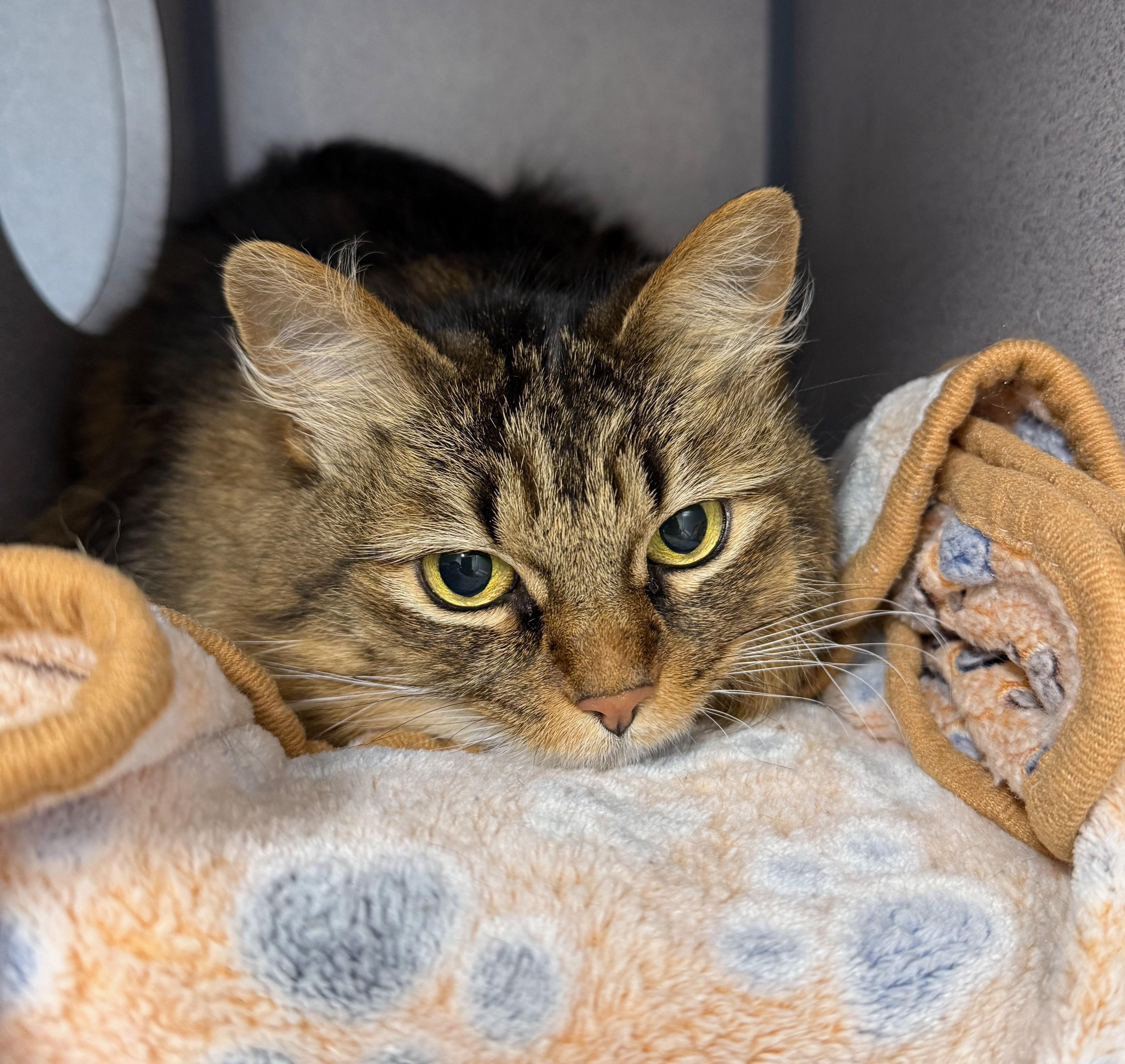 Enlarge Ziggy, a Adoptable Domestic Long Hair in Gardnerville, NV image 3/3