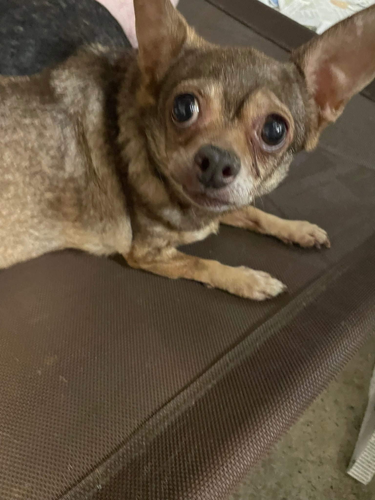 F-T-Camille, an adoptable Chihuahua in Billings, MT, 59101 | Photo Image 1