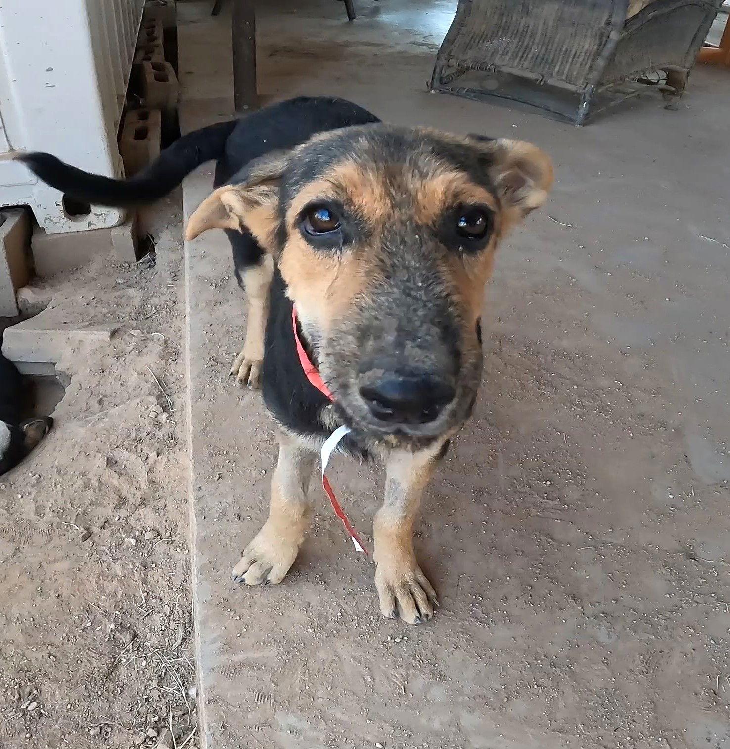 Dior, Adoptable, Young Female German Shepherd Dog.