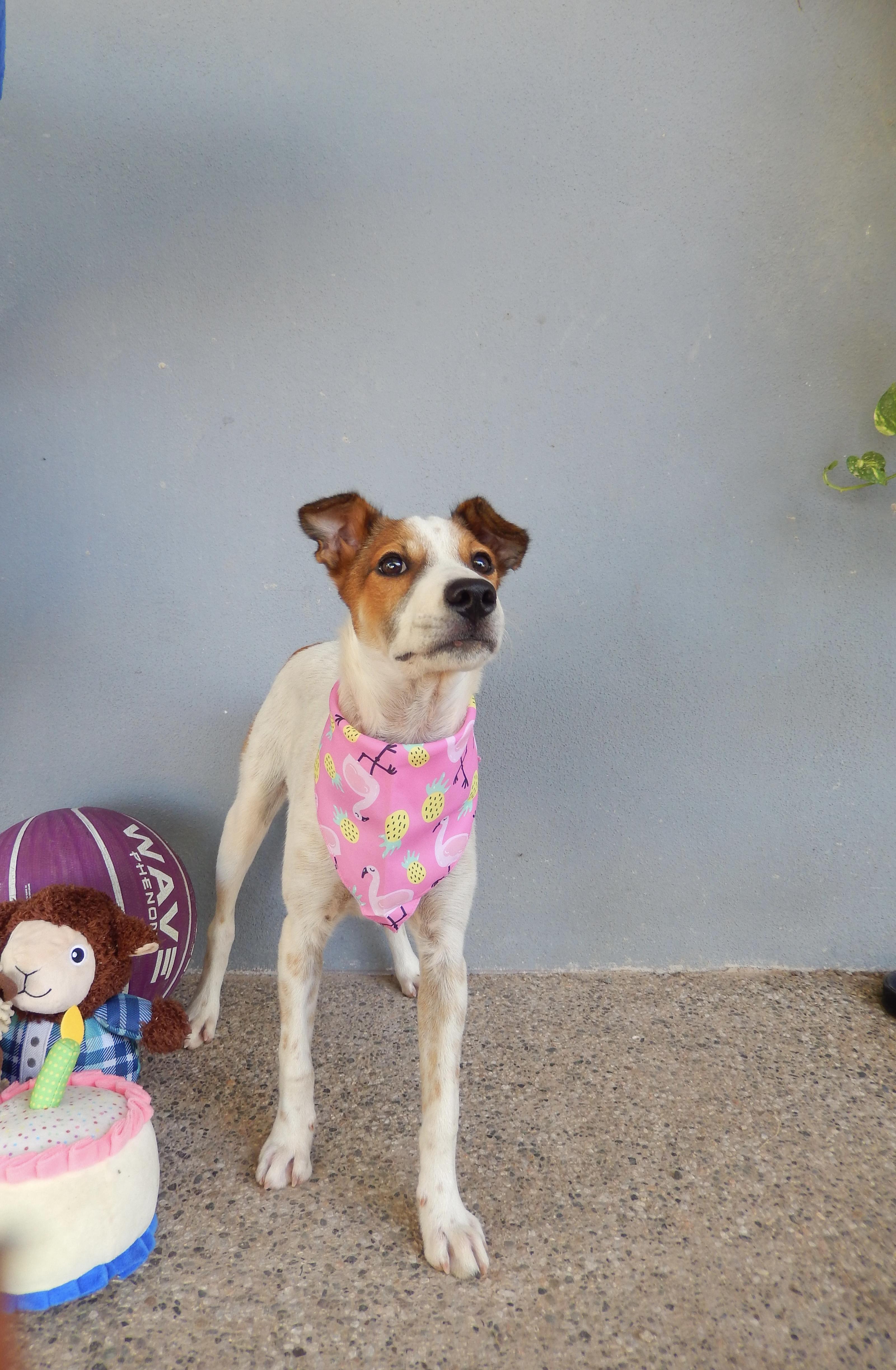 Pimienta, Adoptable, Puppy Female English Pointer & Terrier.