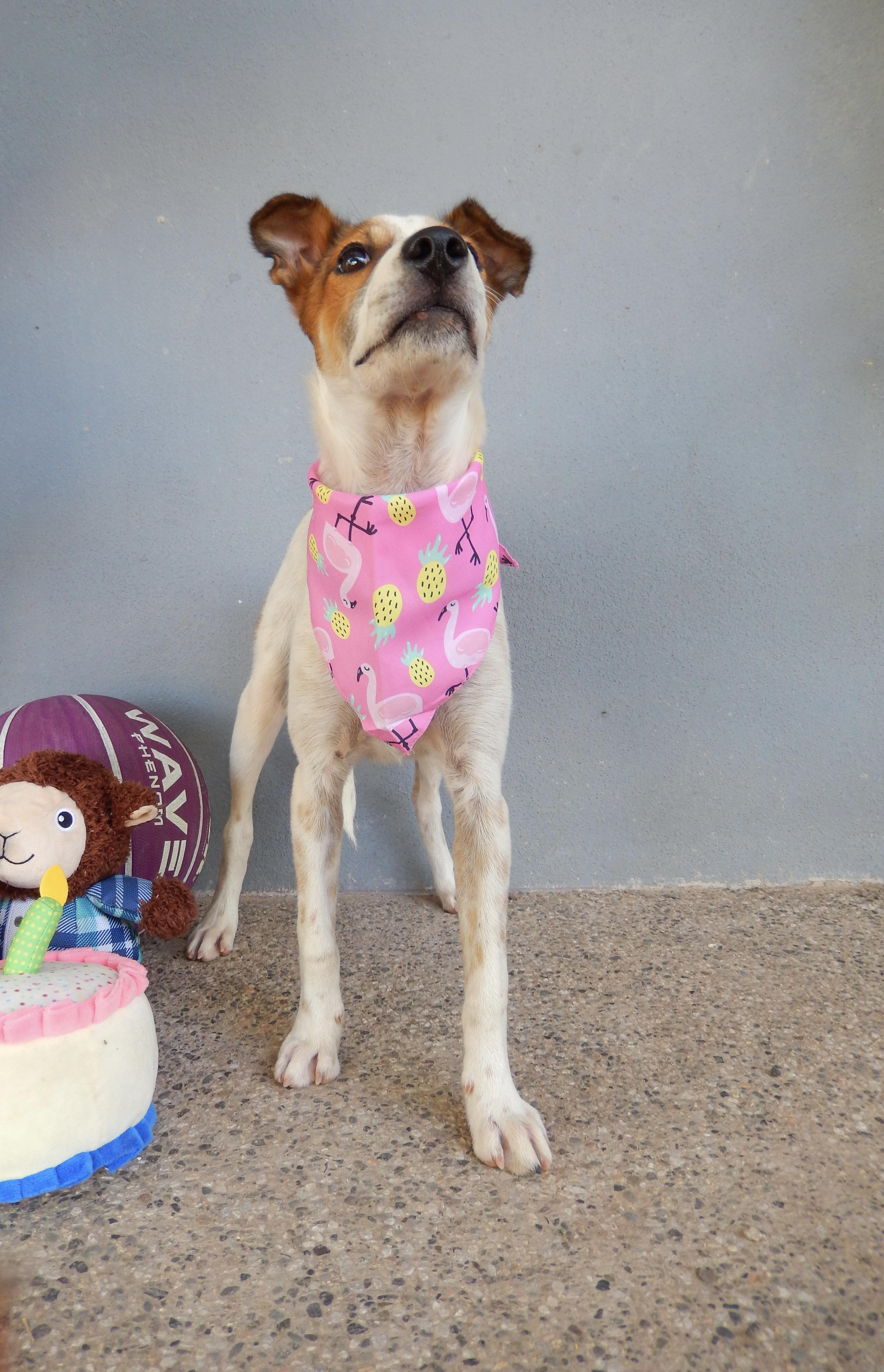 Enlarge Pimienta, a Adoptable mixed breed in North Vancouver, BC image 4/6