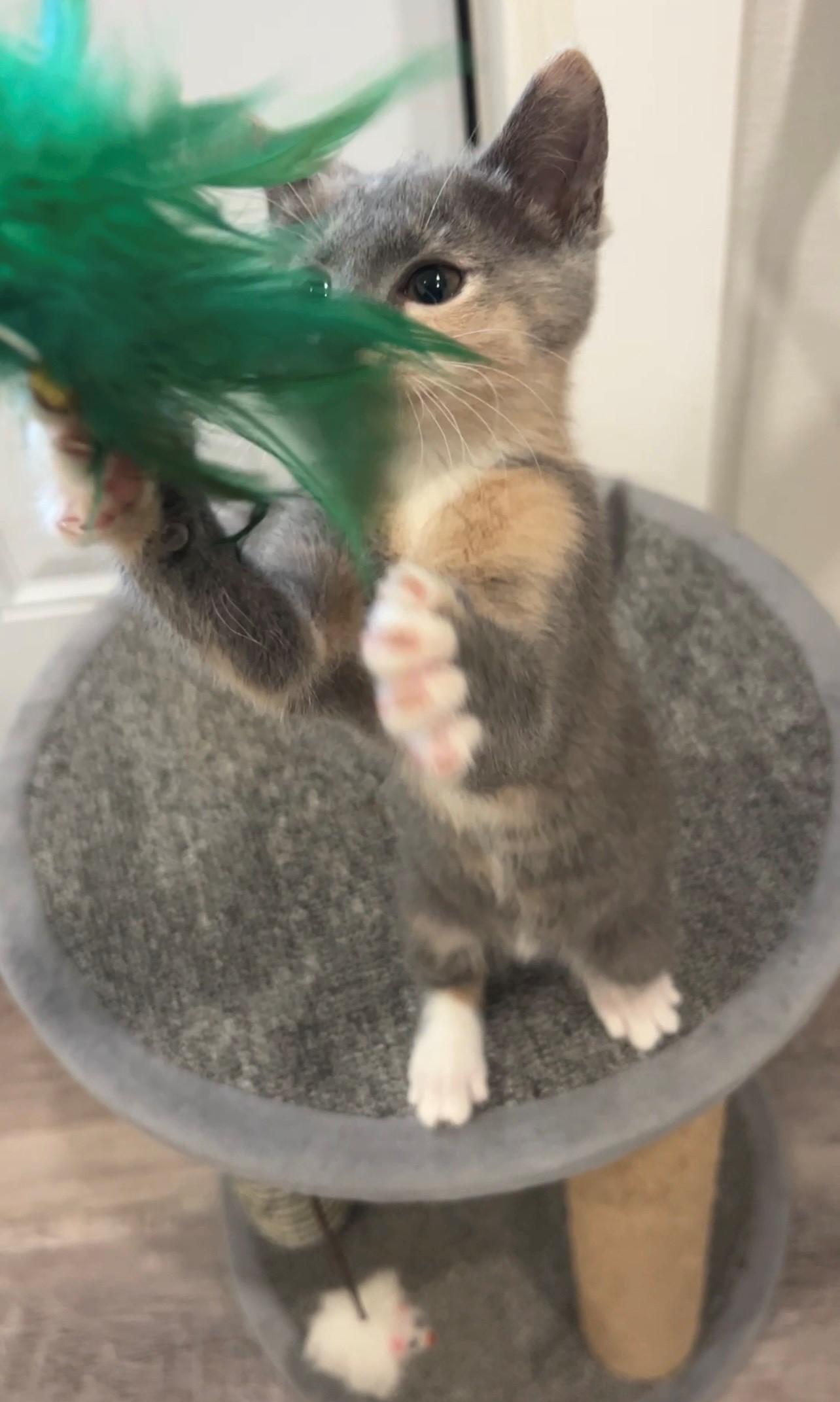 Hazel, a Adoptable Domestic Short Hair in Nashville, TN image 3/5