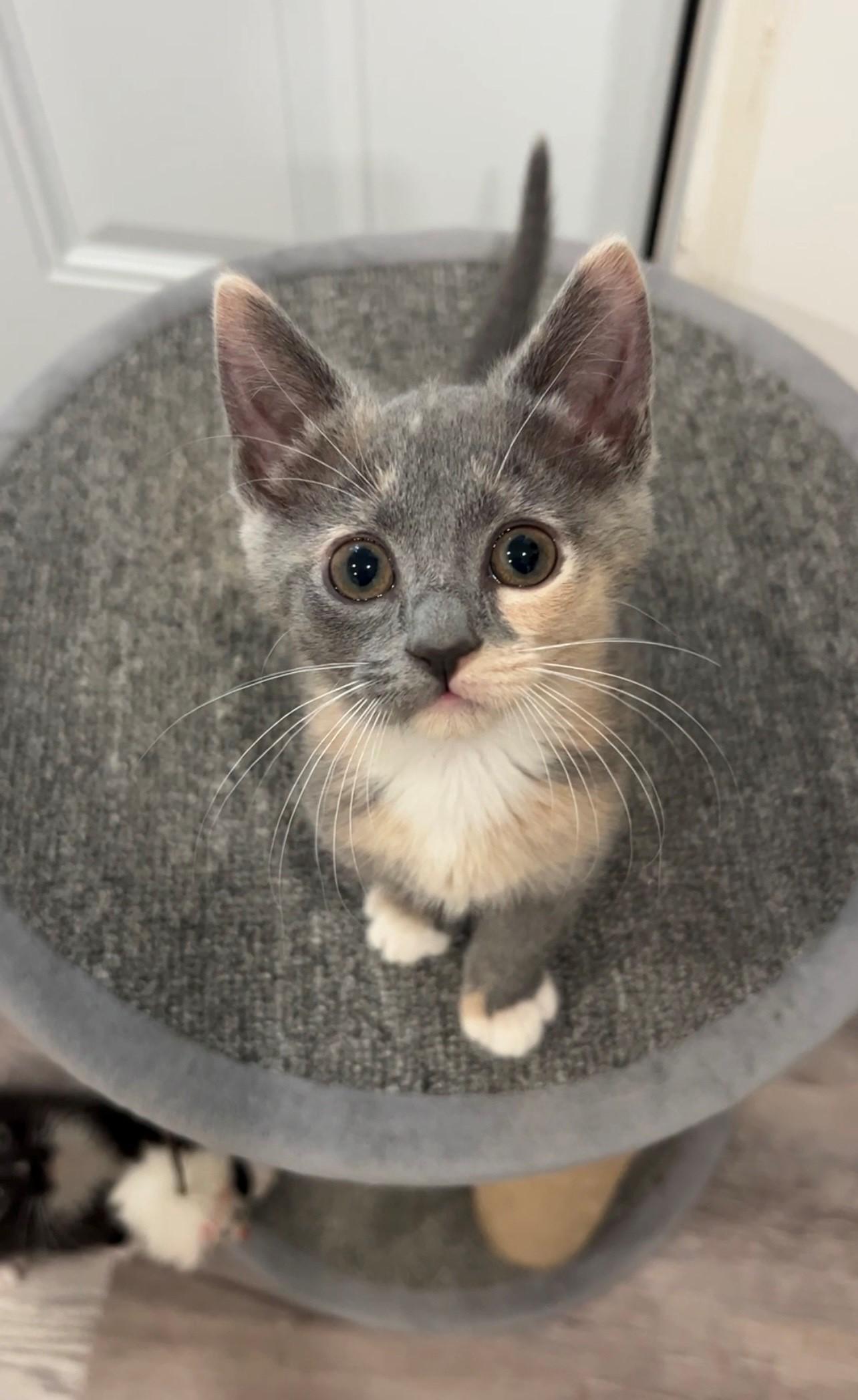 Hazel, Adoptable, Kitten Female Domestic Short Hair.