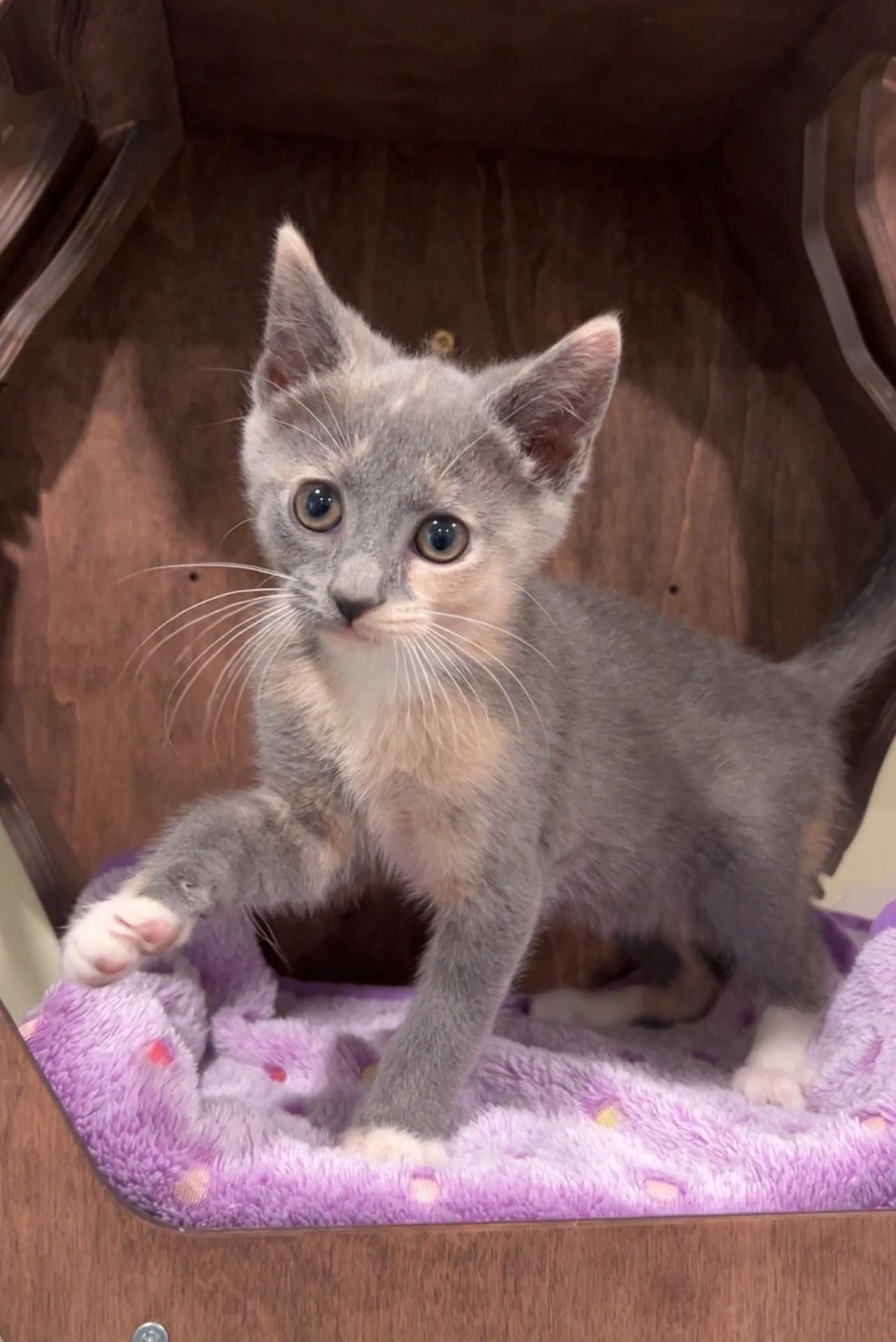 Hazel, a Adoptable Domestic Short Hair in Nashville, TN image 4/5