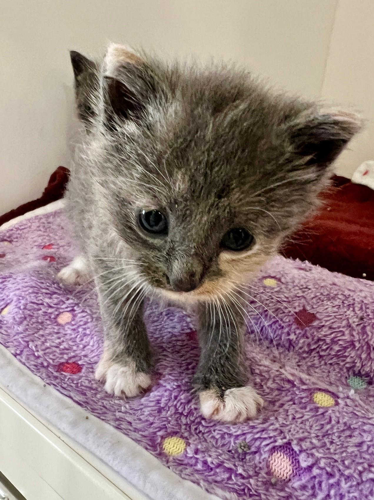 Hazel, a Adoptable Domestic Short Hair in Nashville, TN image 5/5