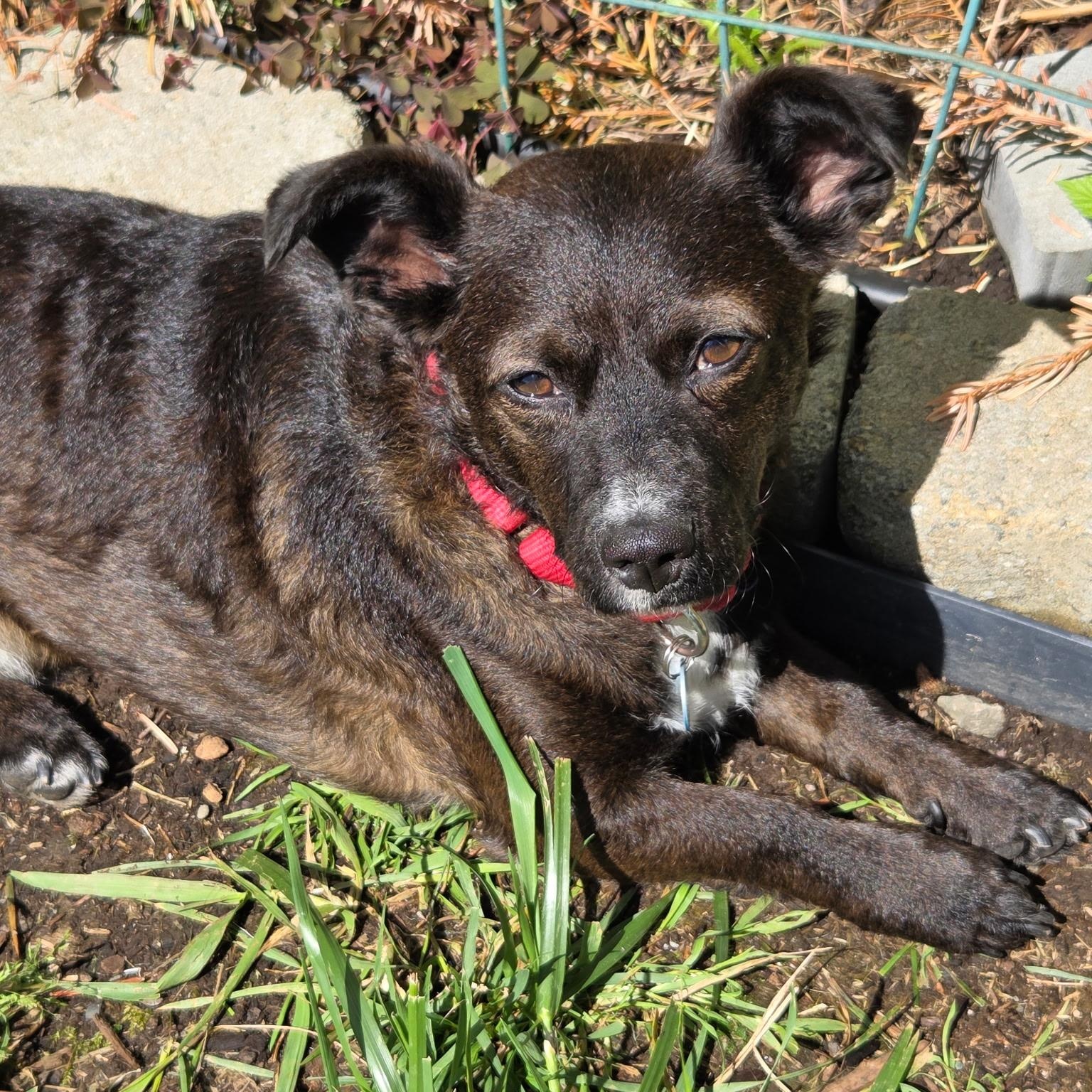 Casey, a Adoptable Mixed Breed in Redmond, WA image 6/6