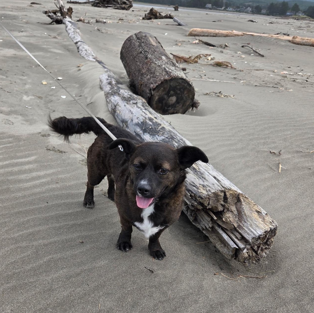 Casey is in Portland and can travel for meet and greets, Adoptable, Young Male Mixed Breed.