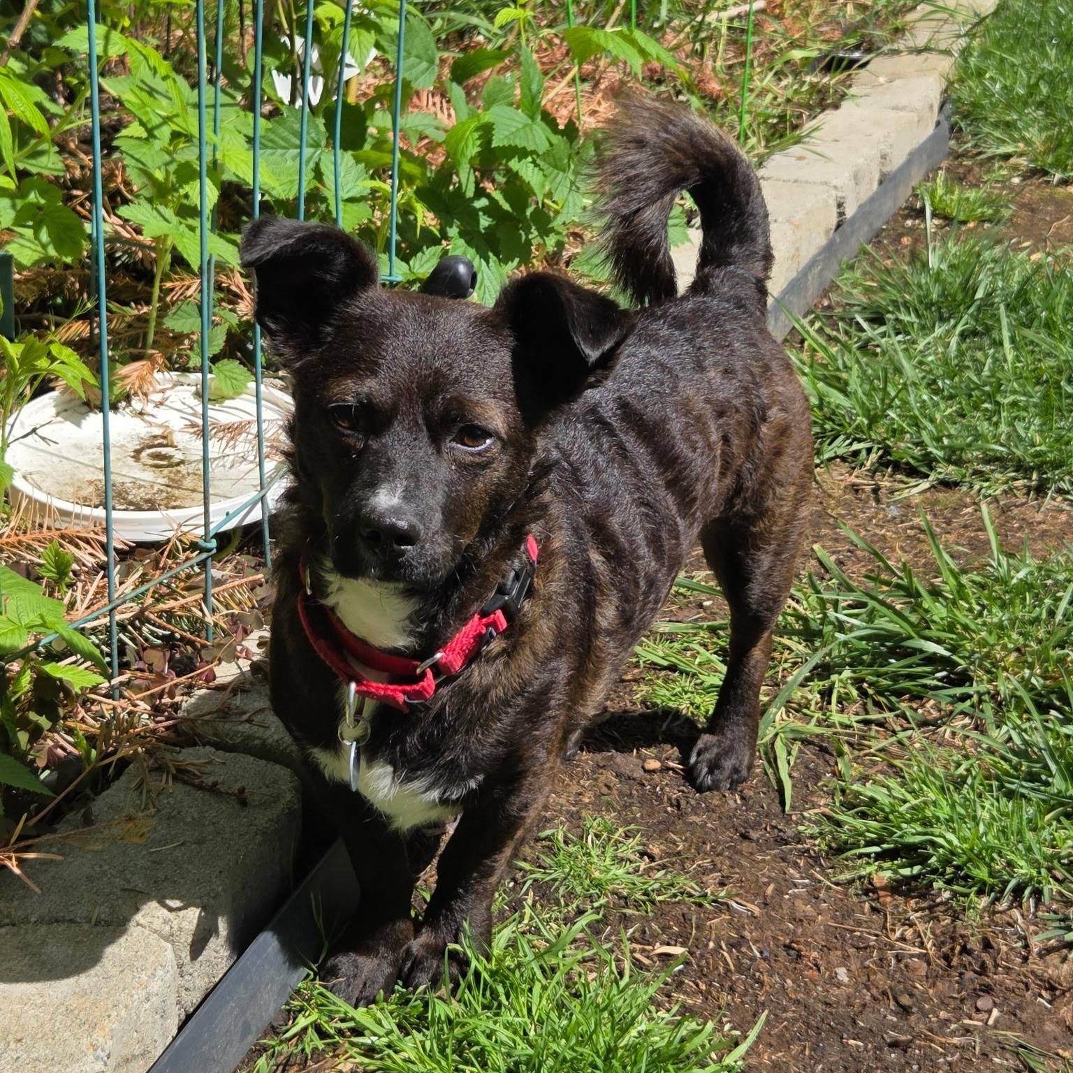 Casey, a Adoptable Mixed Breed in Redmond, WA image 2/6