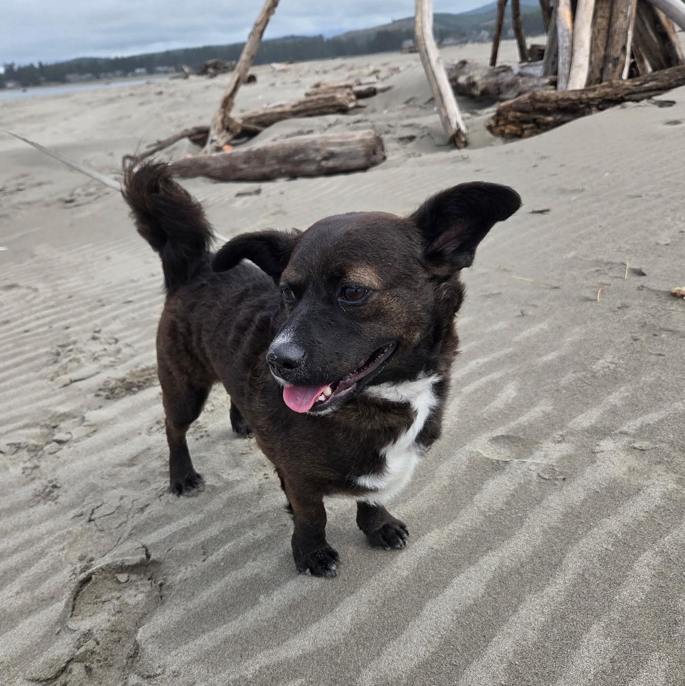 Casey is in Portland and can travel for meet and greets, a Adoptable Mixed Breed in Redmond, WA image 6/6