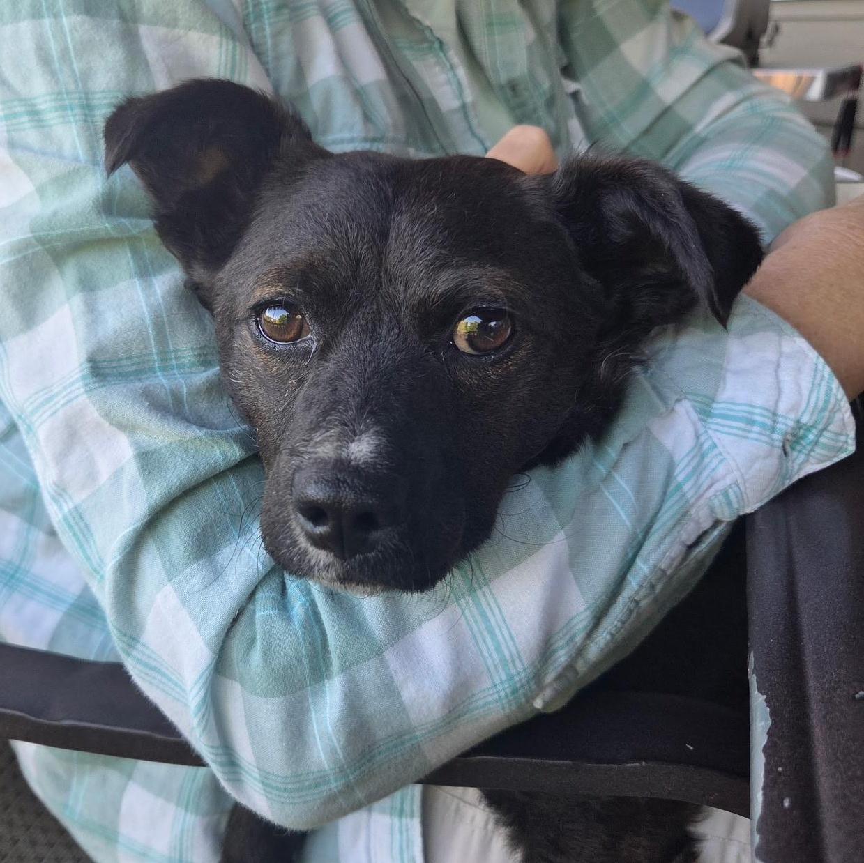 Casey, Adoptable, Young Male Mixed Breed.
