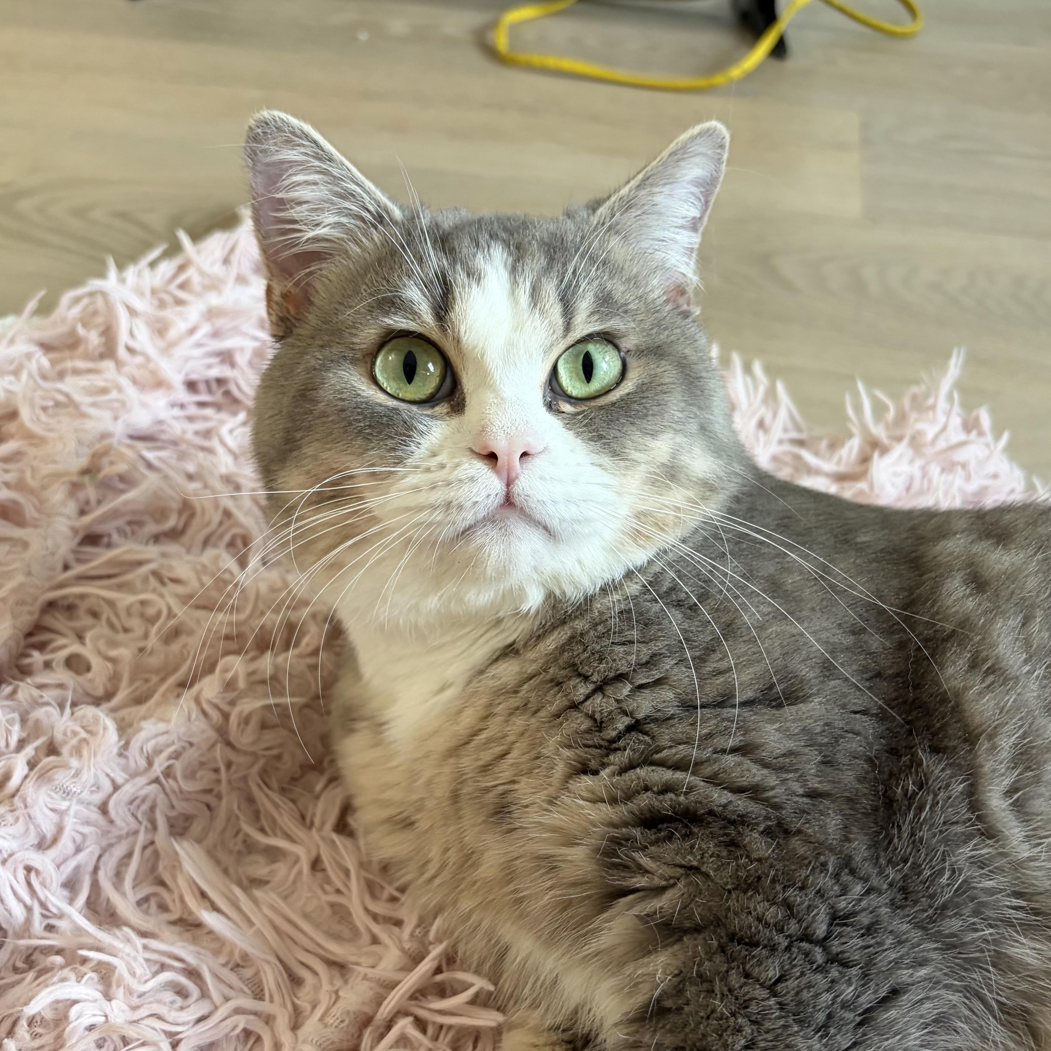 Enlarge Jeeves MUST be adopted with Nigel, a ADOPTABLE British Shorthair in Montclair, NJ image 2/6