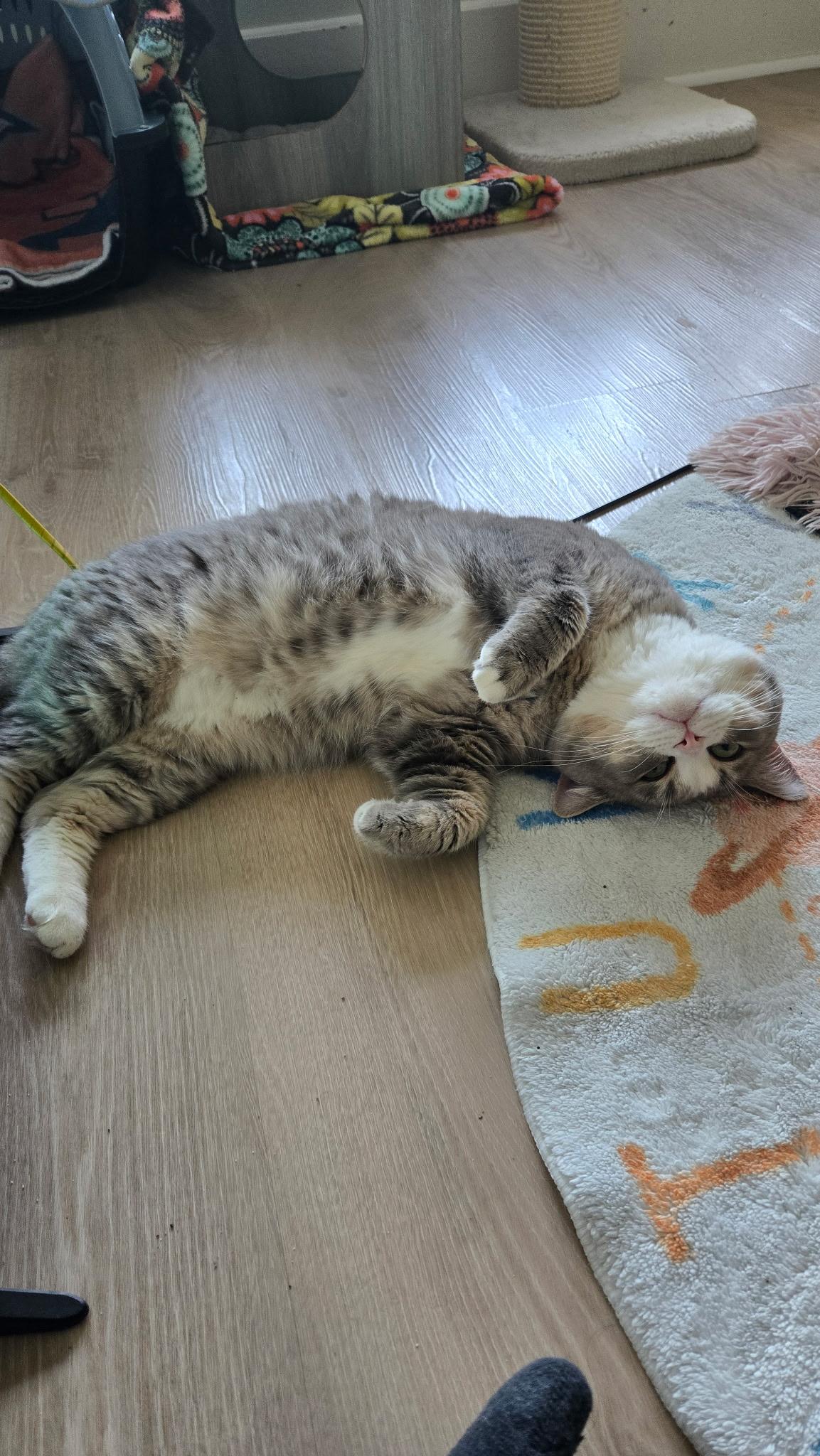 Enlarge Jeeves MUST be adopted with Nigel, a ADOPTABLE British Shorthair in Montclair, NJ image 6/6