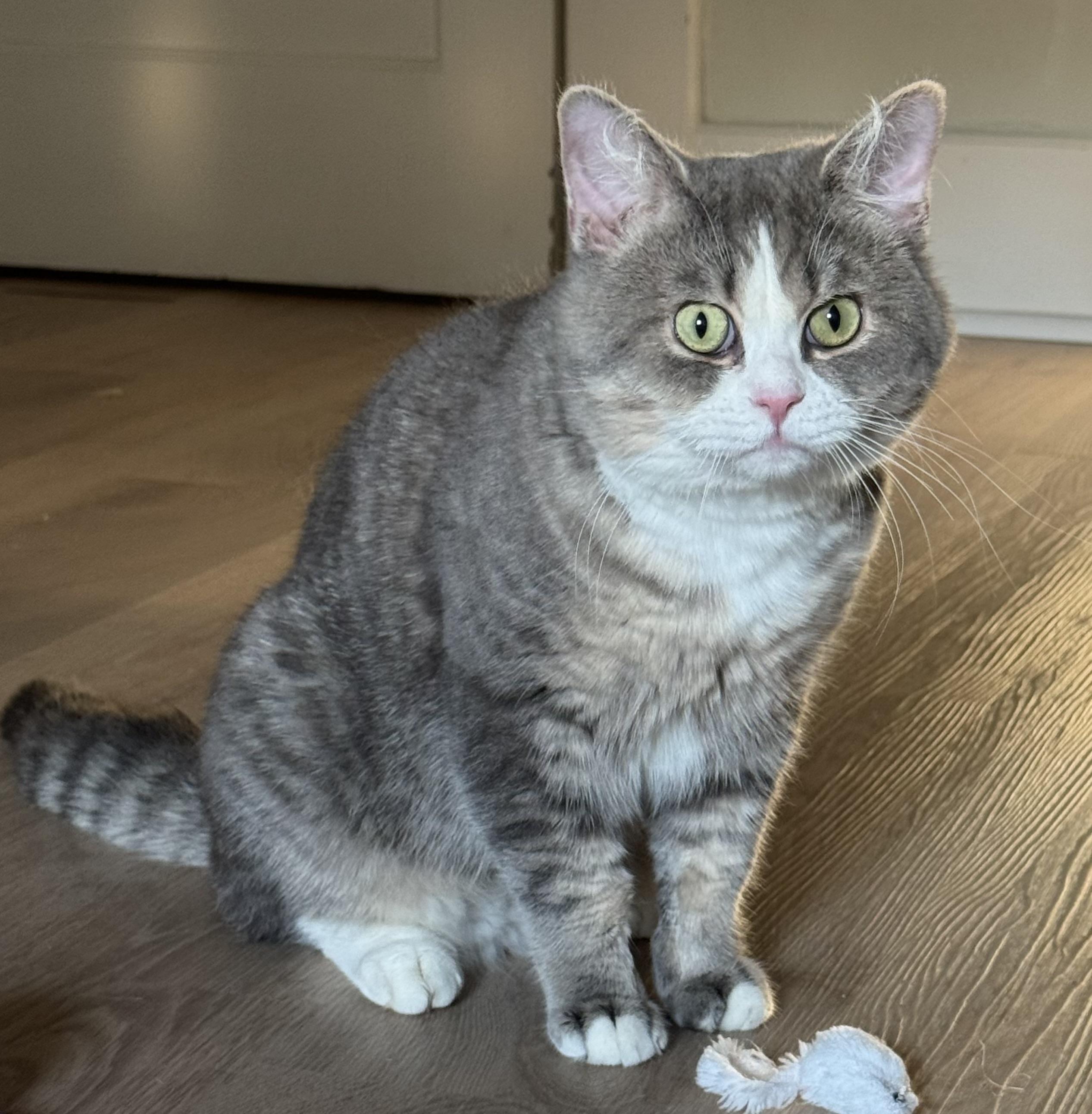 Enlarge Jeeves MUST be adopted with Nigel, a ADOPTABLE British Shorthair in Montclair, NJ image 3/6