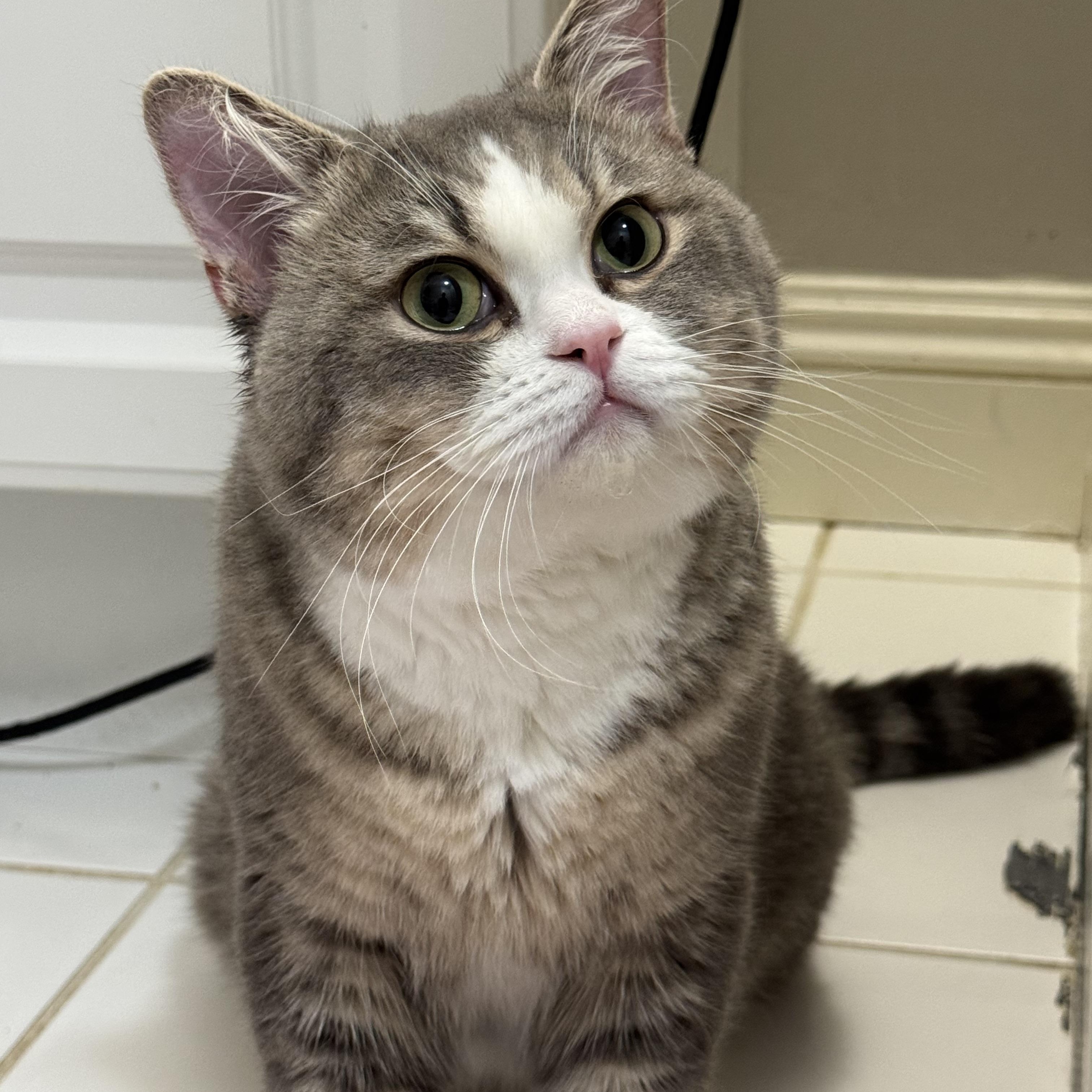 Jeeves MUST be adopted with Nigel, ADOPTABLE, Young Male British Shorthair.