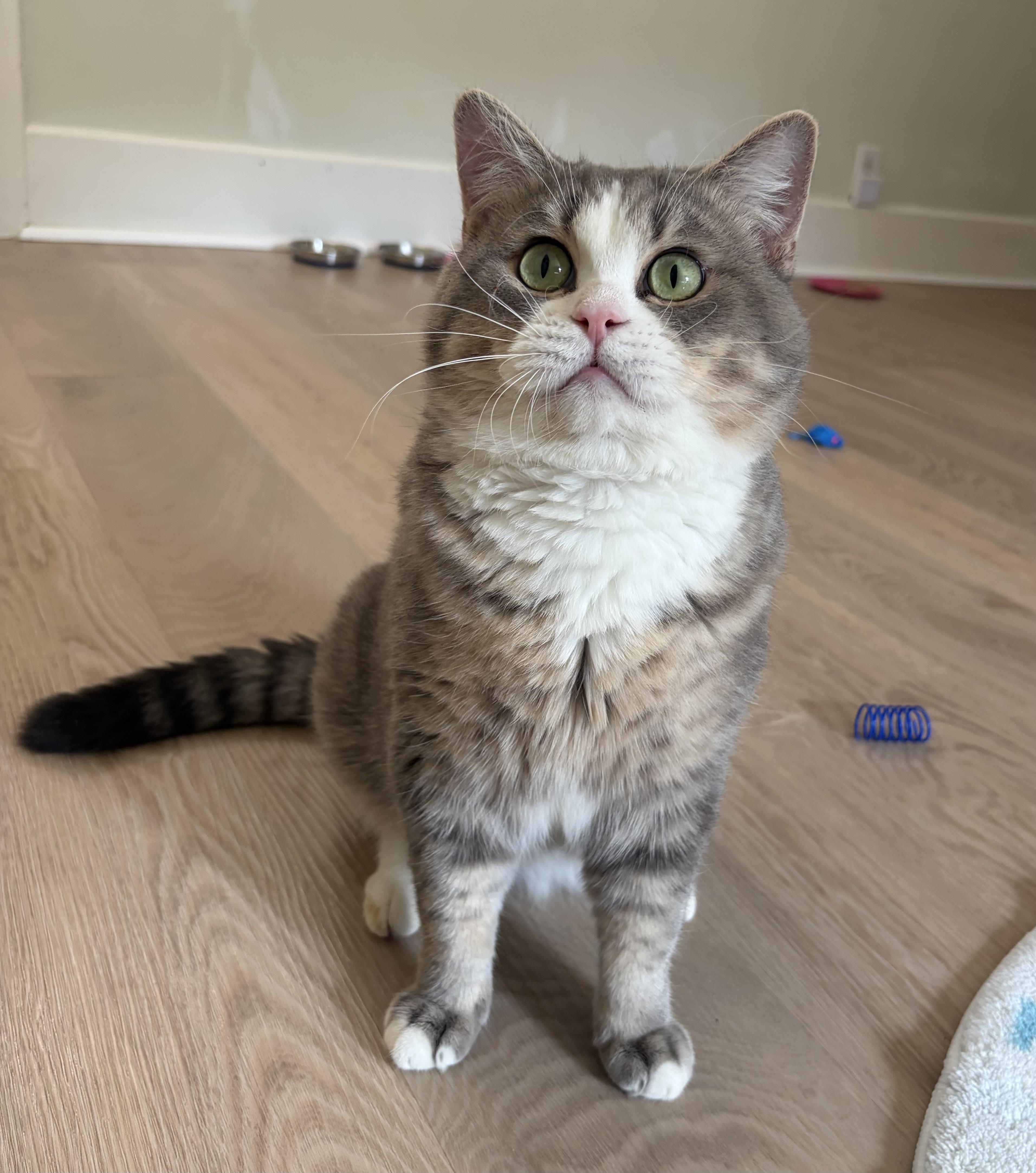 Enlarge Jeeves MUST be adopted with Nigel, a ADOPTABLE British Shorthair in Montclair, NJ image 4/6