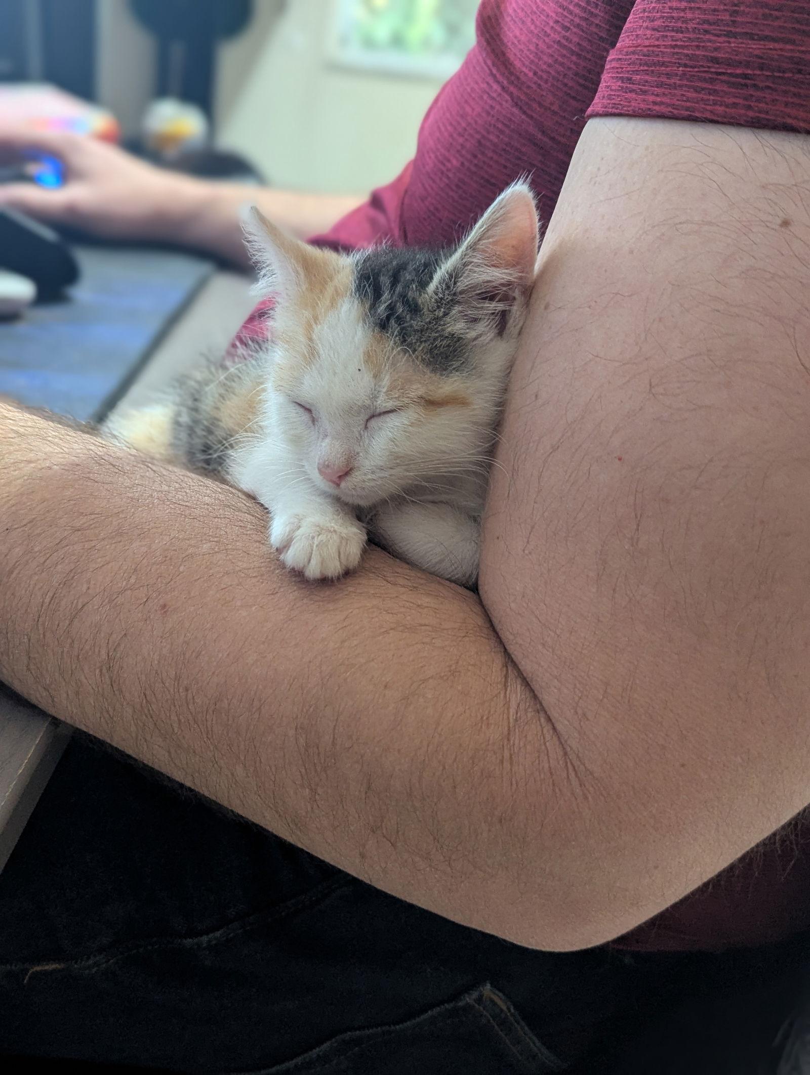 Maple, Adoptable, Young Female Domestic Short Hair.