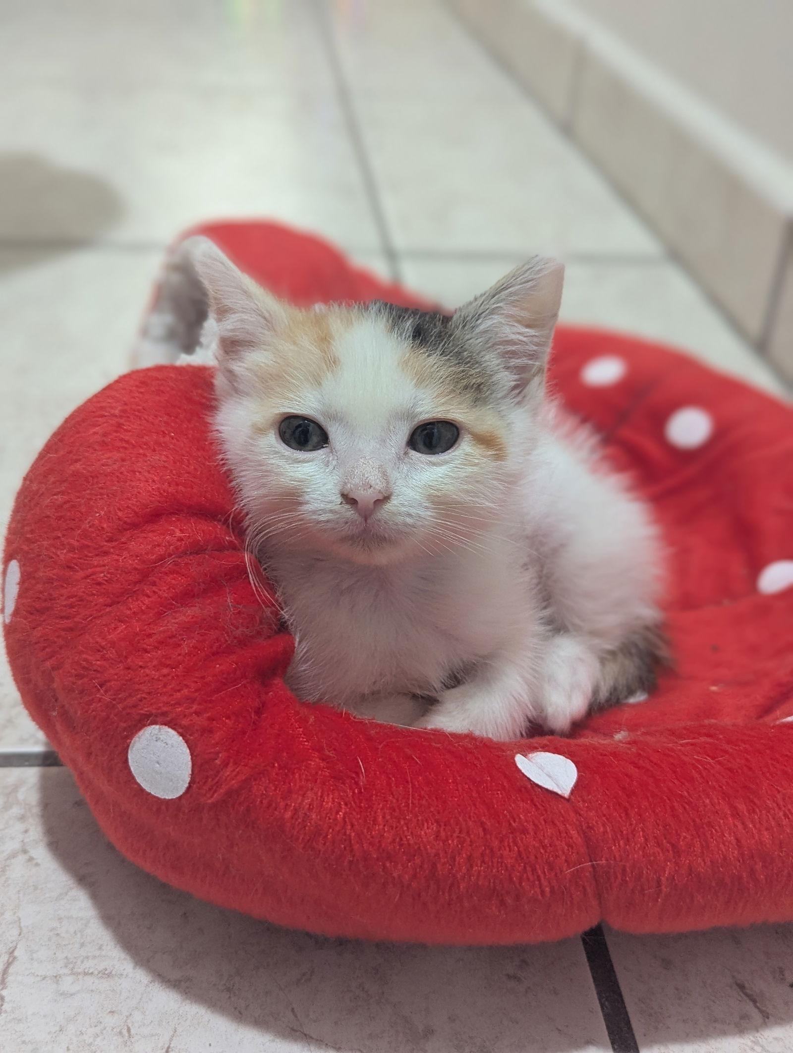 Enlarge Maple, a Adoptable Domestic Short Hair in Orlando, FL image 3/3