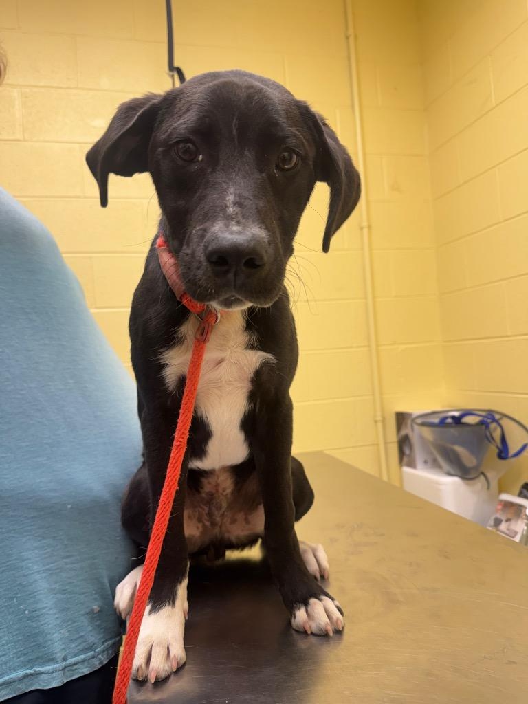 Russ, Adoptable, Puppy Male Hound & Labrador Retriever.