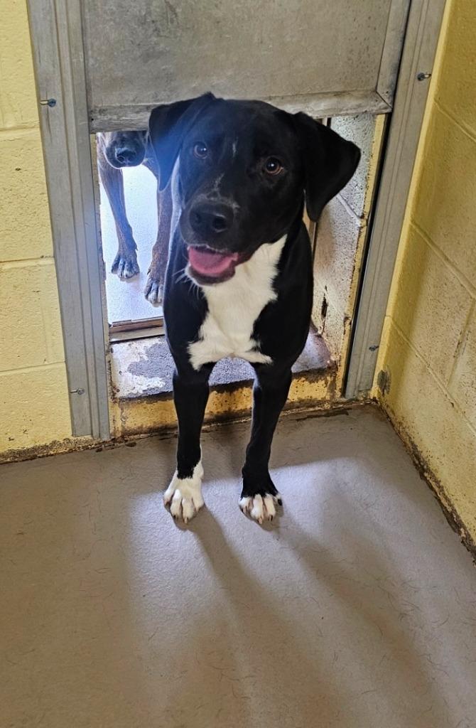 Enlarge Russ, a Adoptable mixed breed in Crossville, TN image 2/2