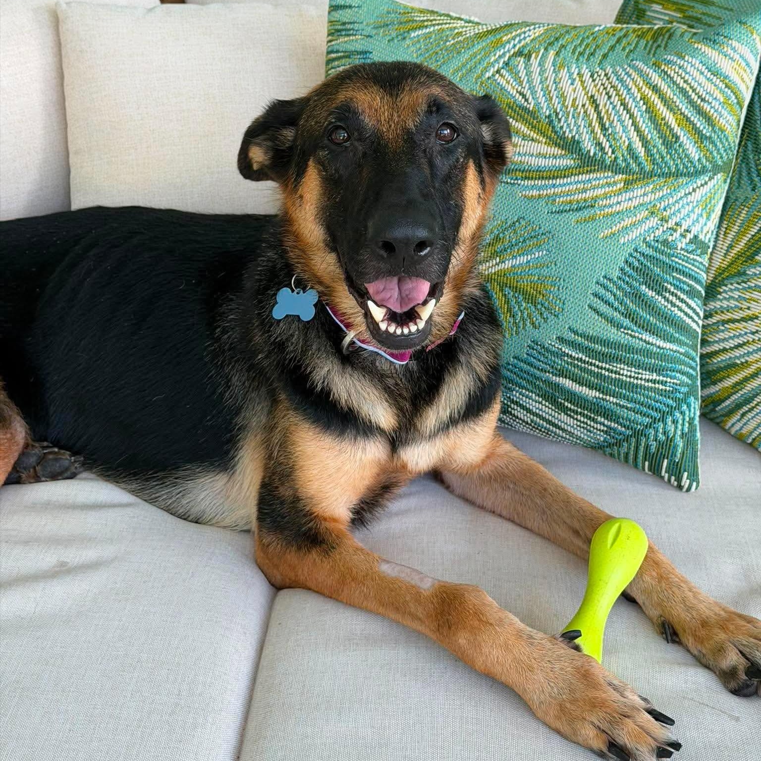 Lexi, ADOPTABLE, Adult Female German Shepherd Dog.