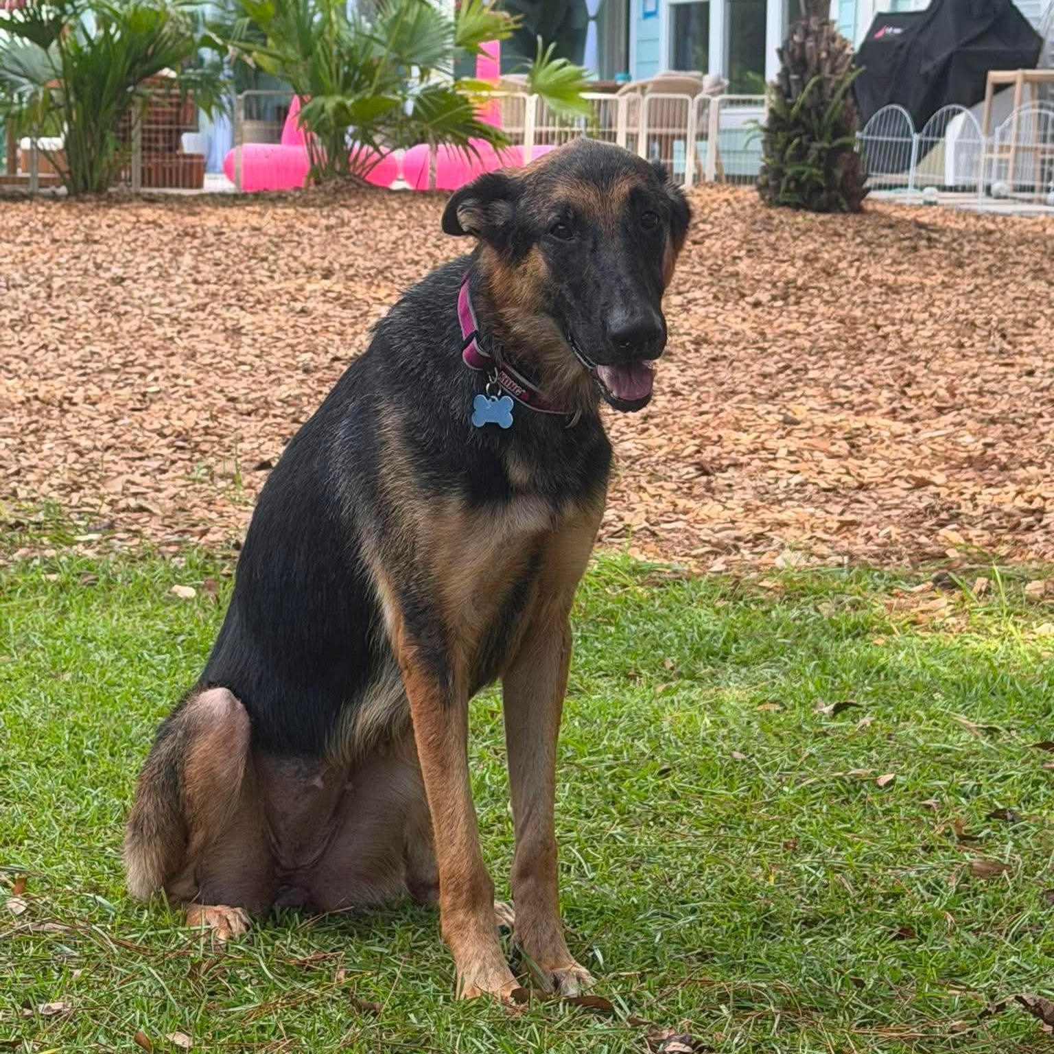 Enlarge Lexi, a ADOPTABLE mixed breed in Wando, SC image 3/4