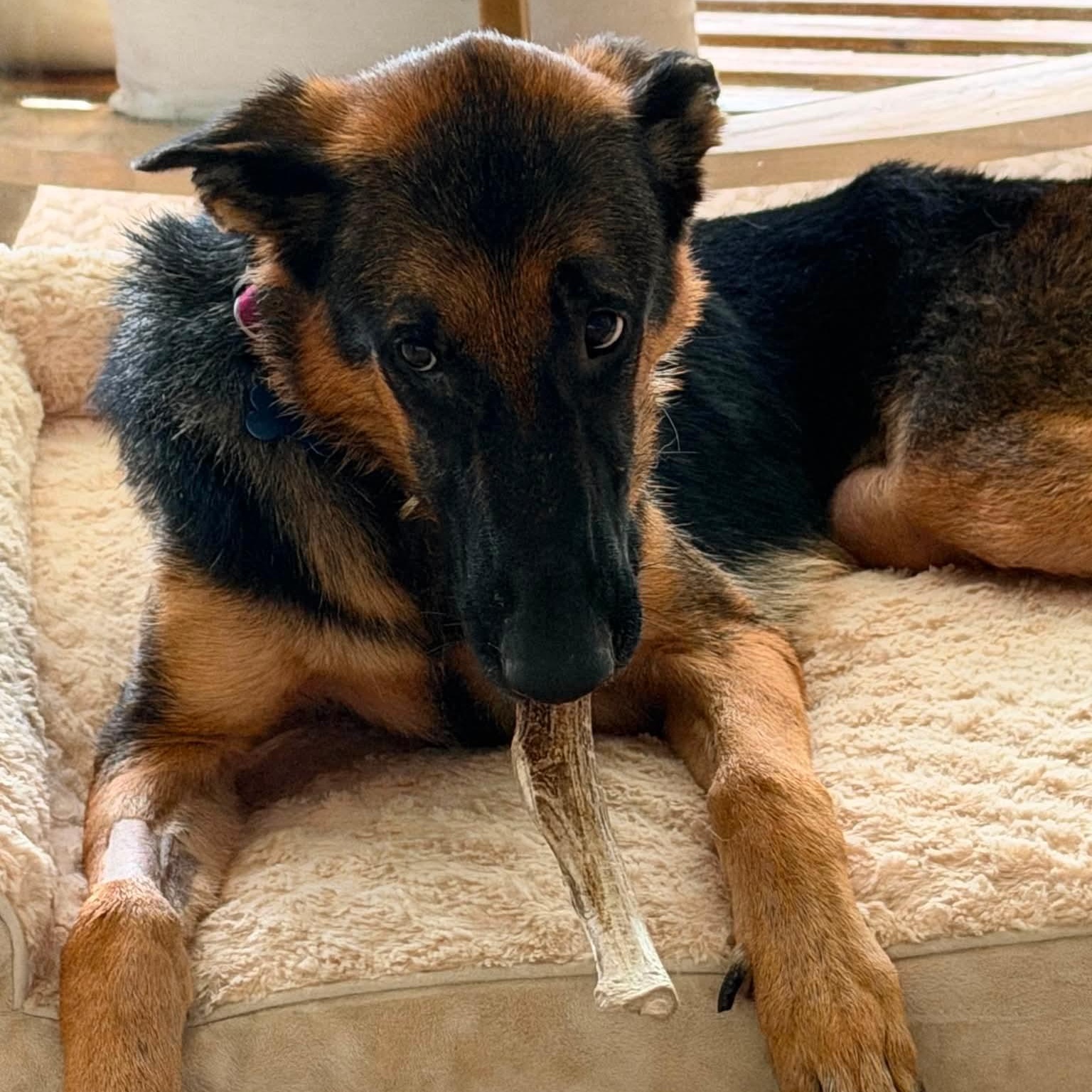 Enlarge Lexi, a ADOPTABLE mixed breed in Wando, SC image 2/4