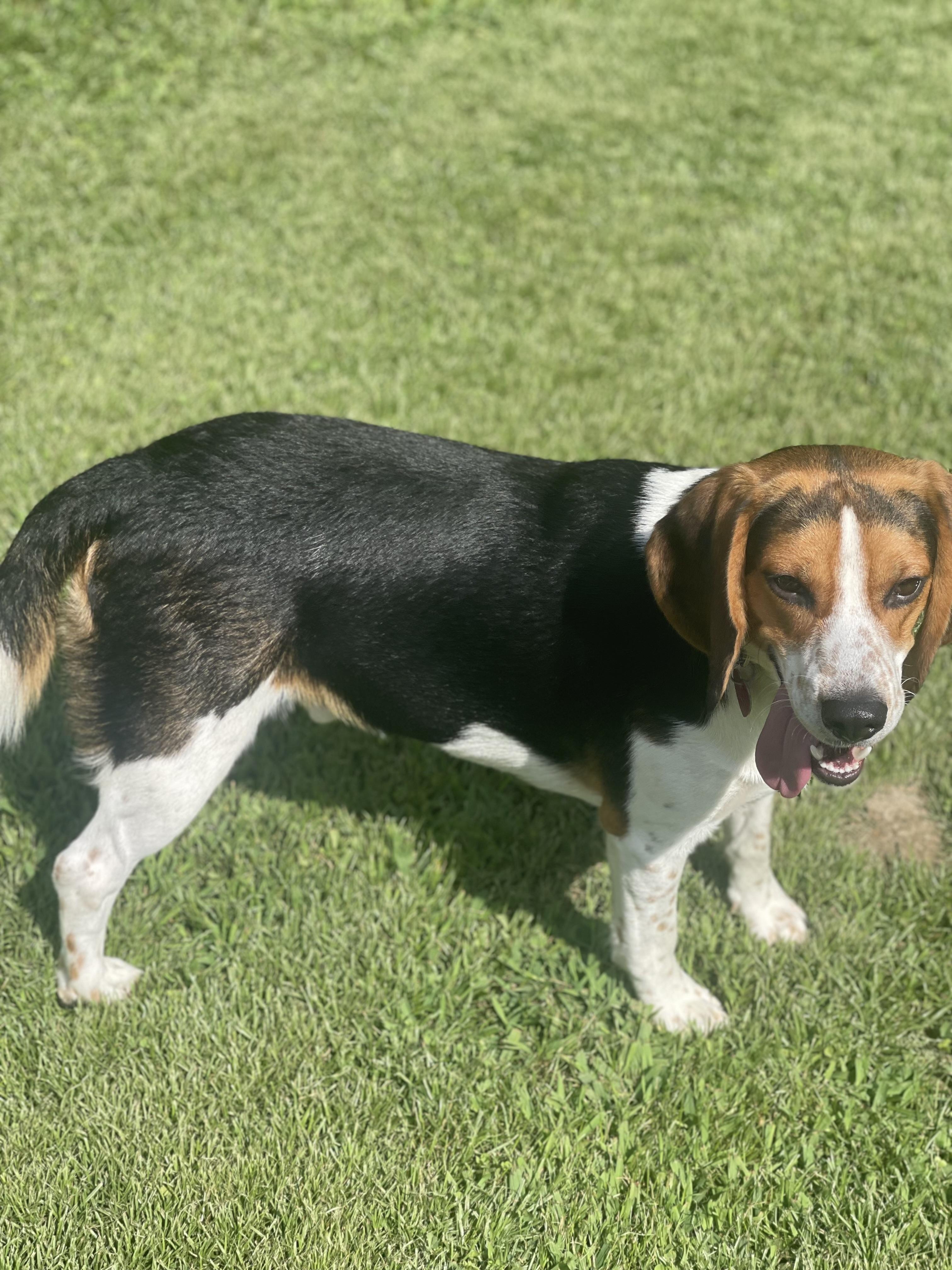 Yoshi, Adopted, Young Male Beagle.