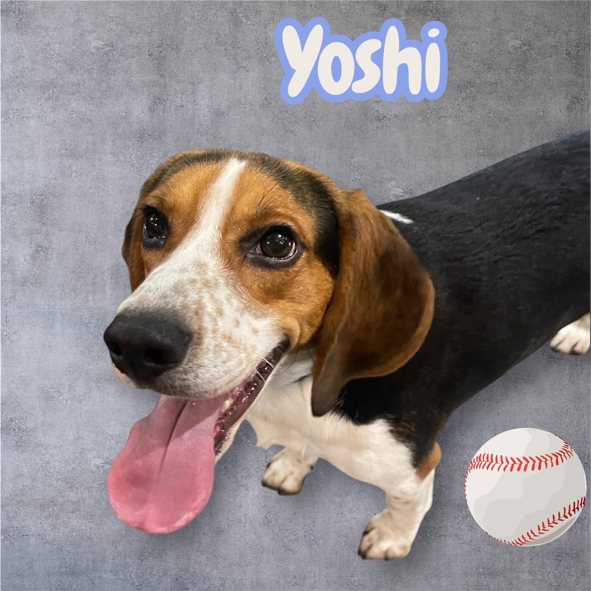 Yoshi