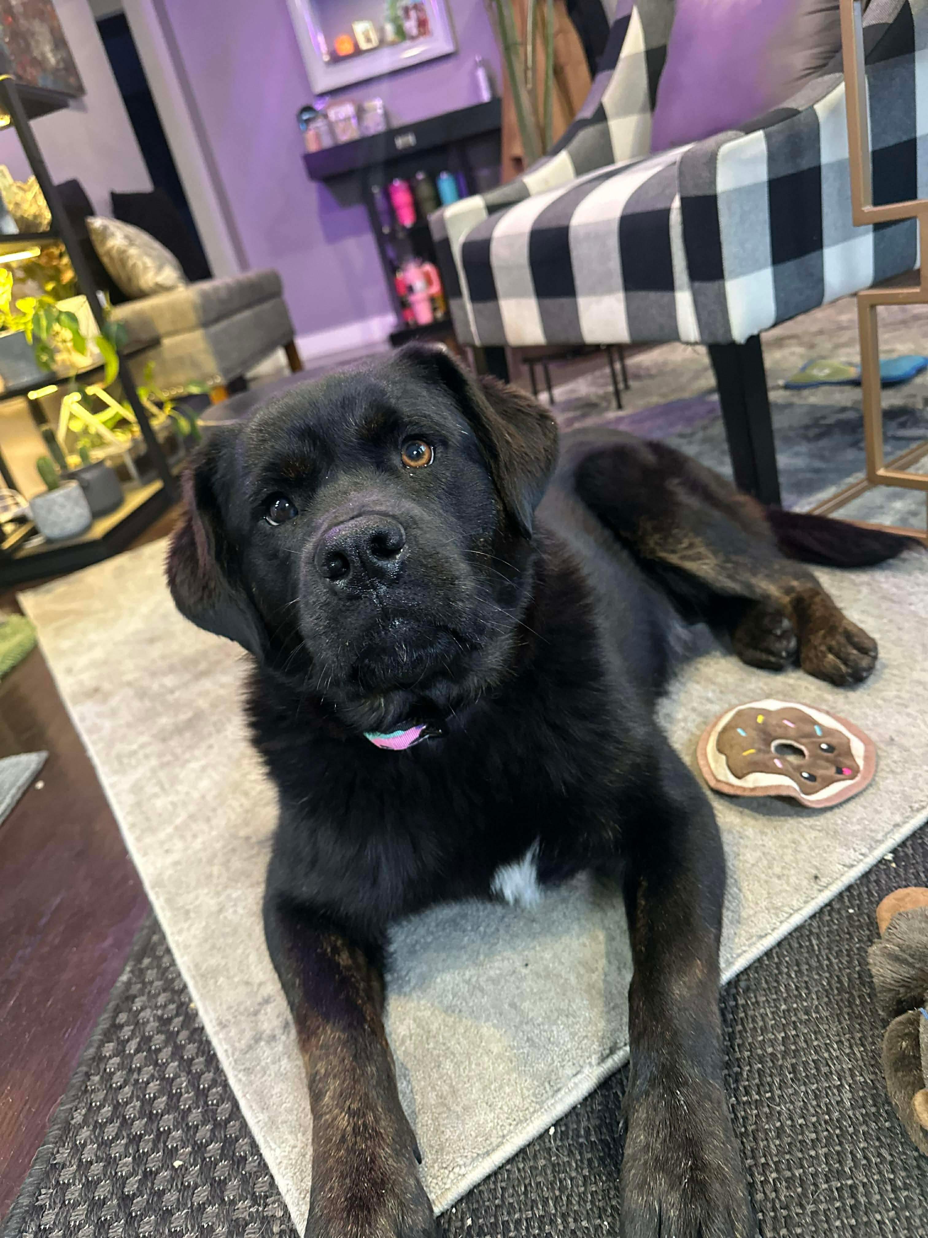 Oreo, an adopted mixed breed in Edmonton, AB image 1/4