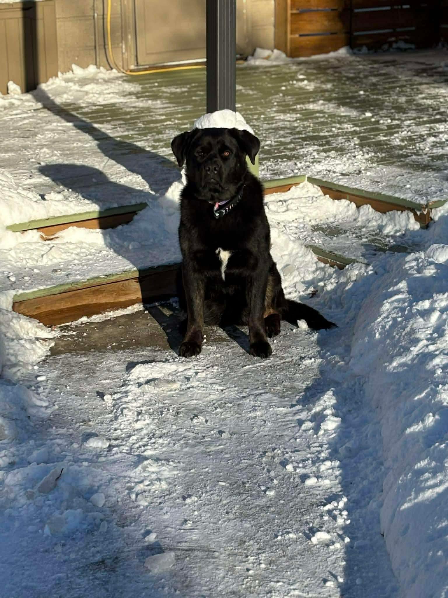 Oreo, an adopted mixed breed in Edmonton, AB image 3/4