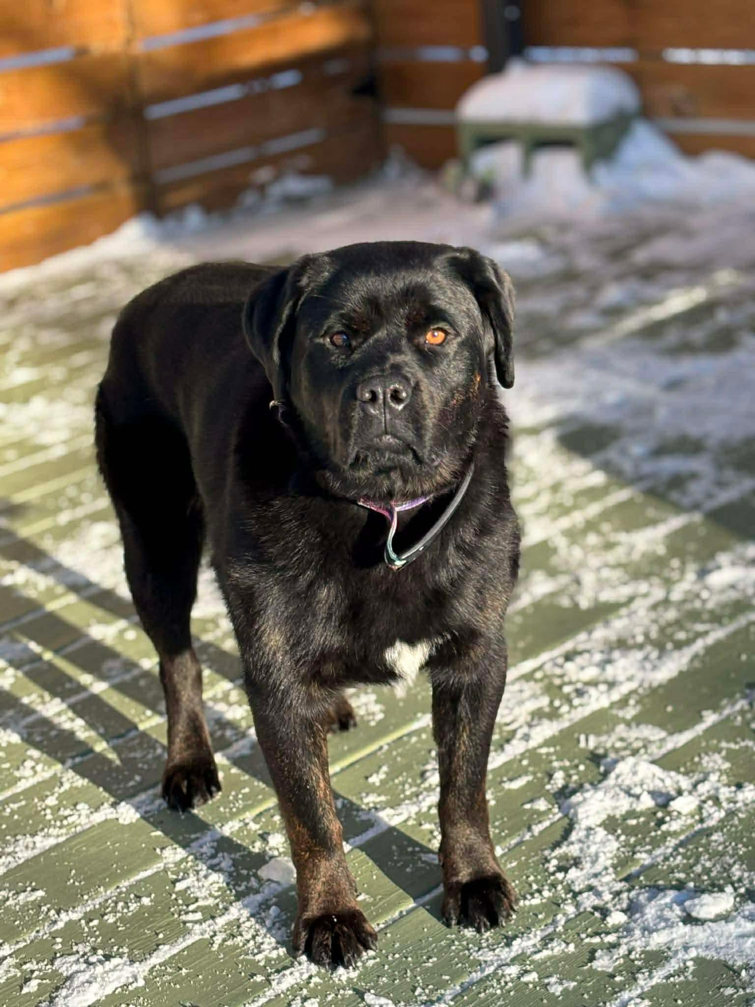 Oreo, an adopted mixed breed in Edmonton, AB image 2/4