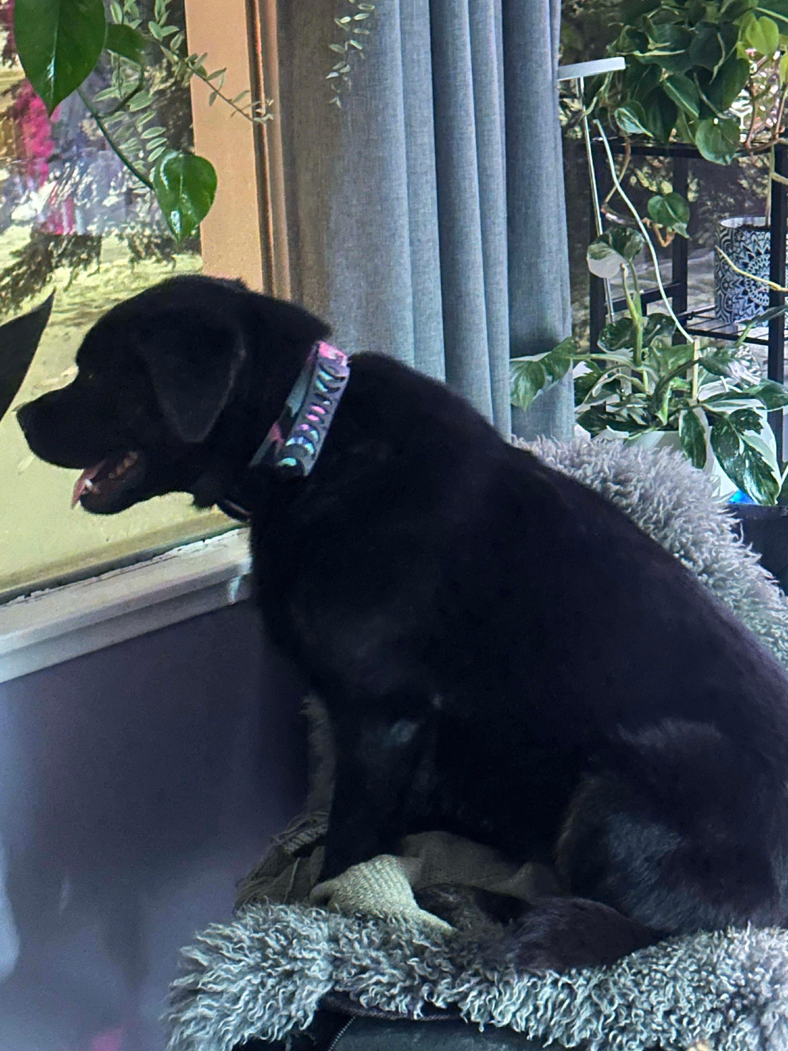 Oreo, an adopted mixed breed in Edmonton, AB image 4/4