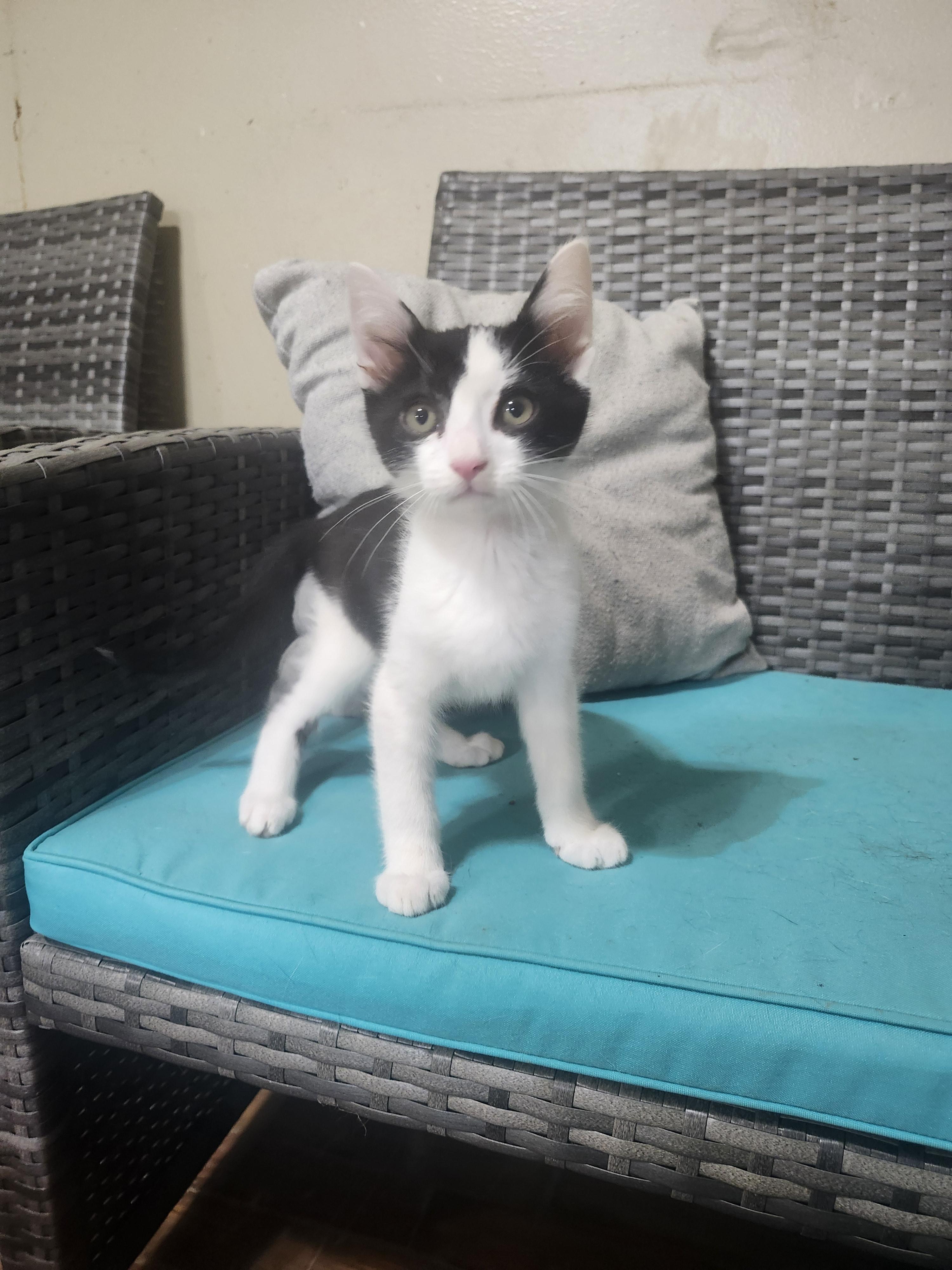 Enlarge Slug, an adopted Domestic Short Hair in Cosby, TN image 2/5