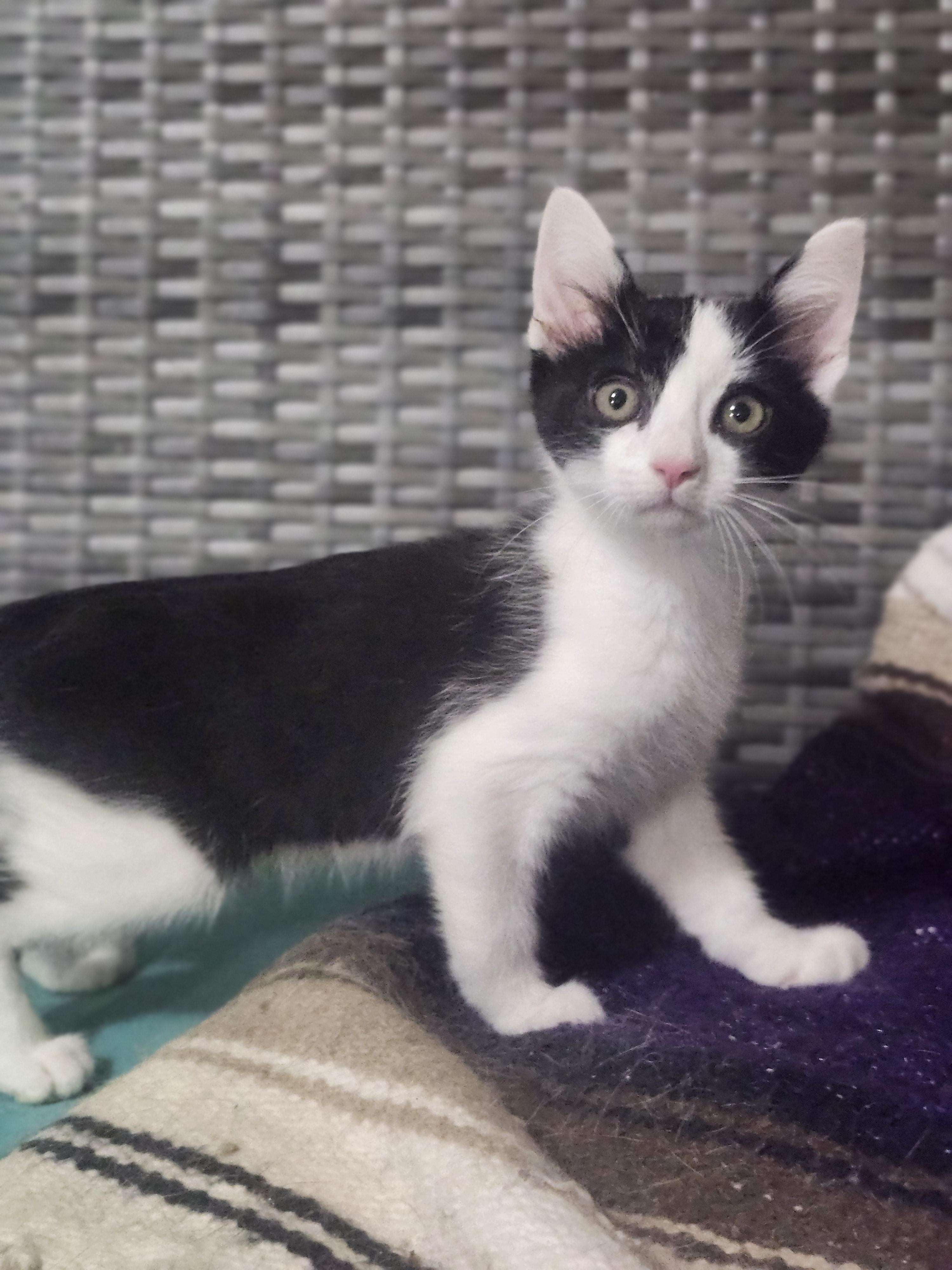 Enlarge Slug, an adopted Domestic Short Hair in Cosby, TN image 3/5