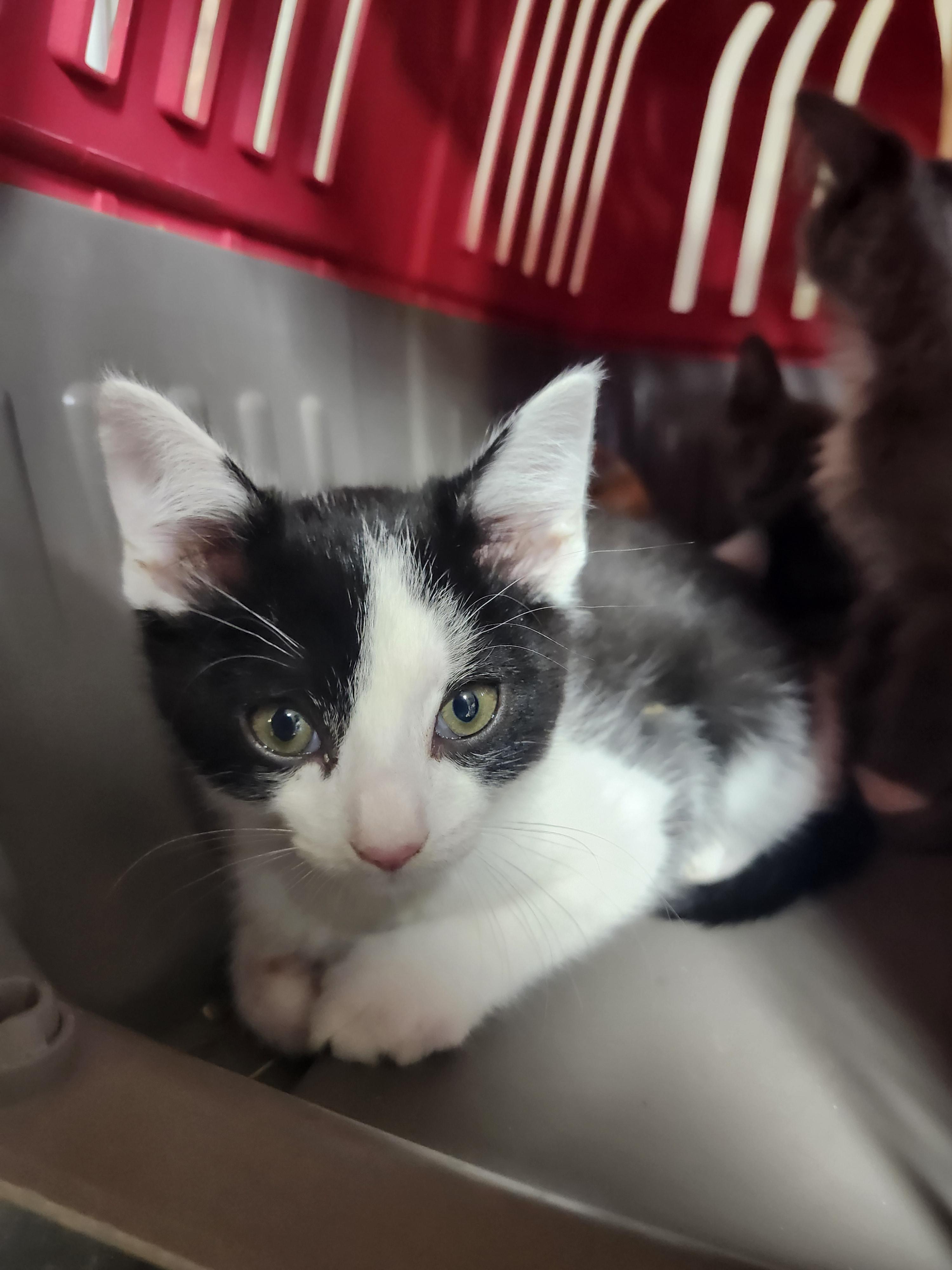 Enlarge Slug, an adopted Domestic Short Hair in Cosby, TN image 5/5