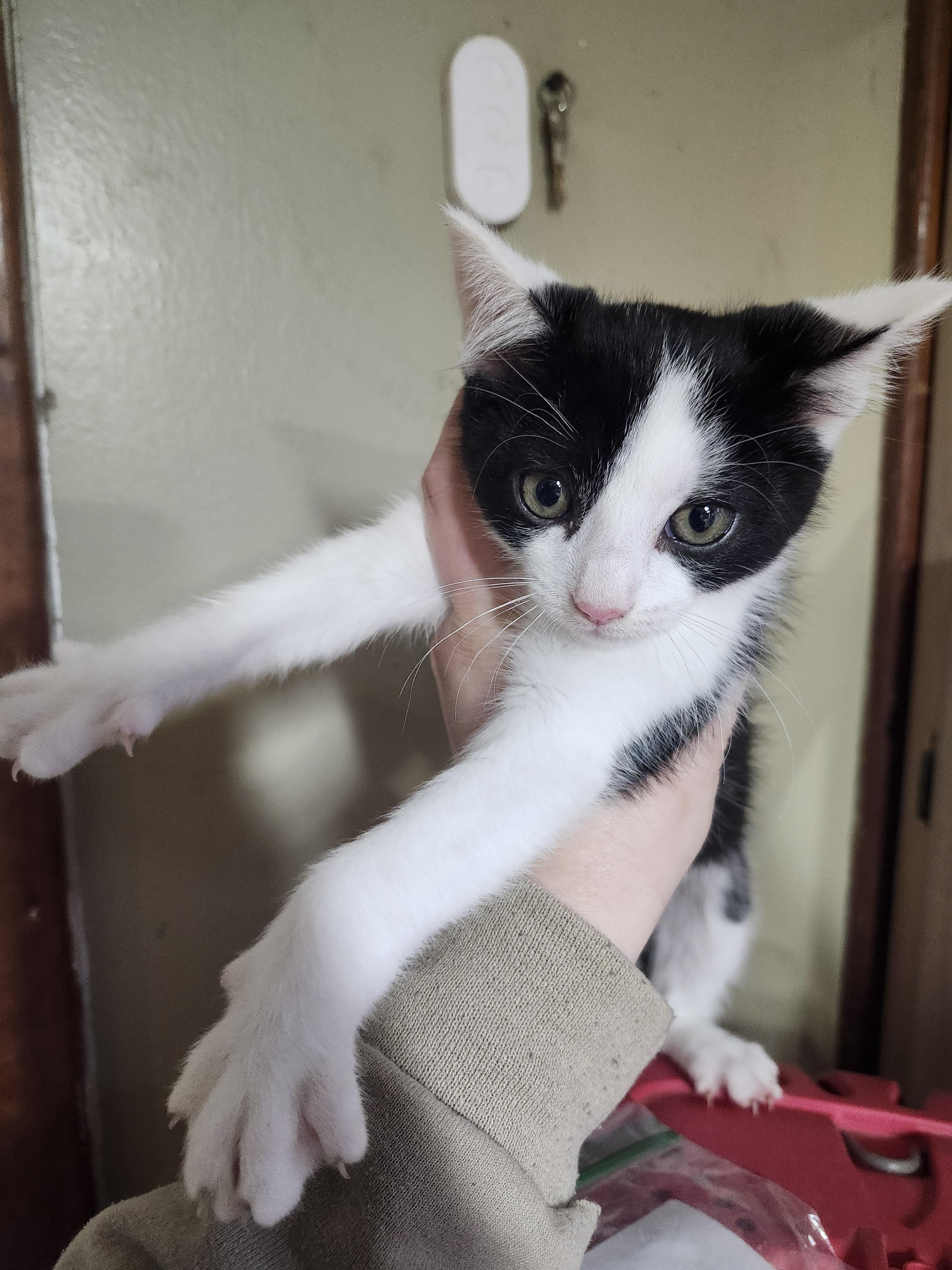 Enlarge Slug, an adopted Domestic Short Hair in Cosby, TN image 4/5