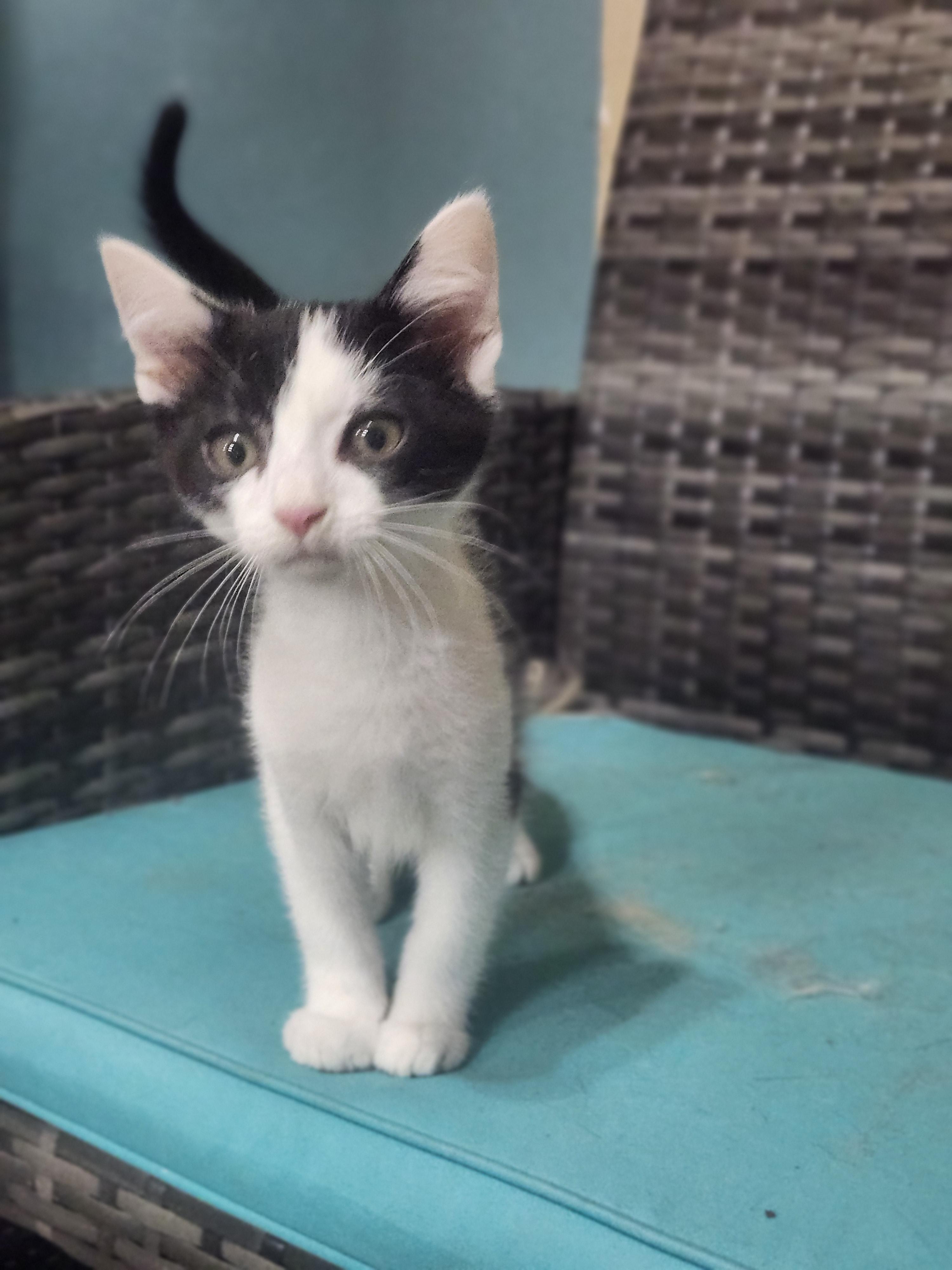 Slug, adopted, Kitten Male Domestic Short Hair.