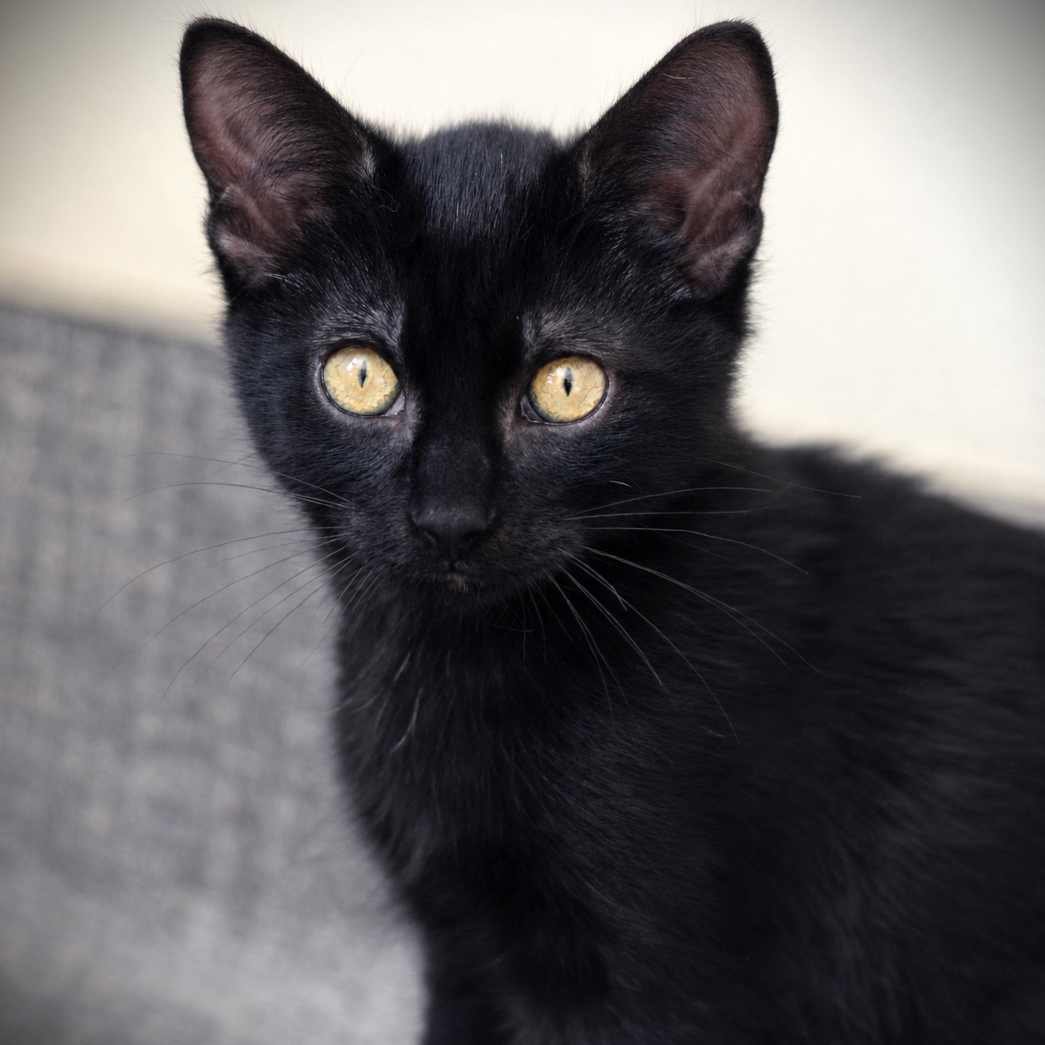 Maurice, adoptable, Kitten Male Domestic Short Hair.