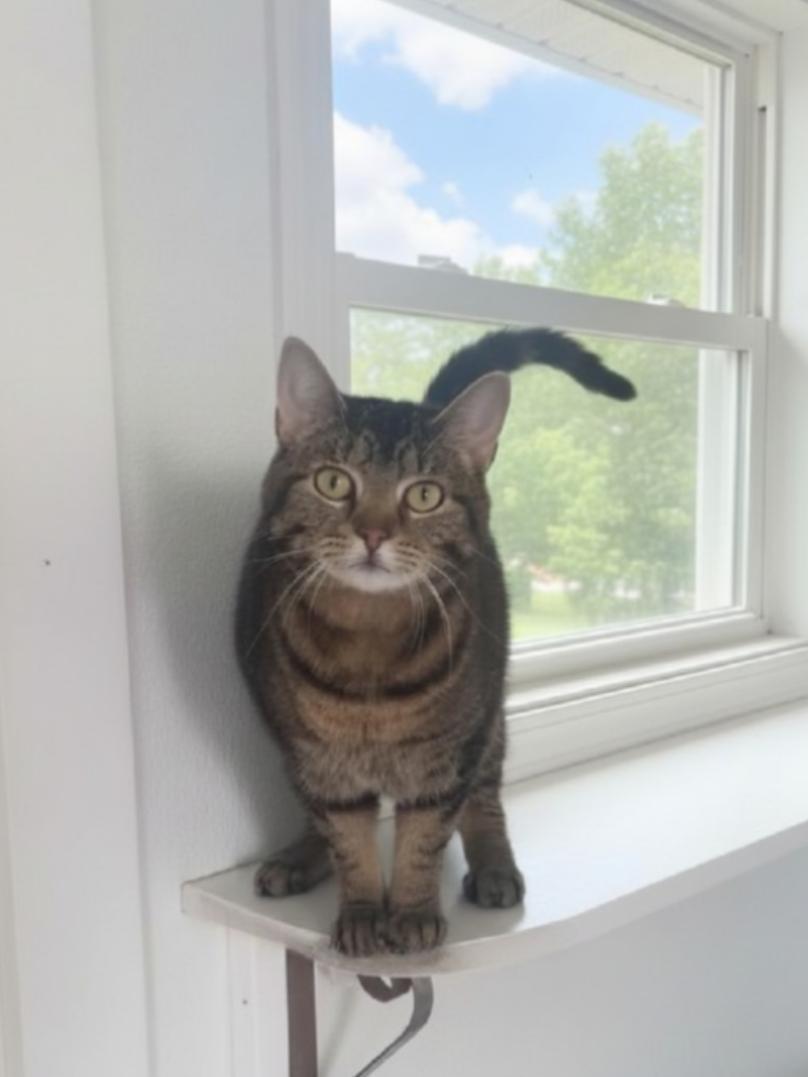 Enlarge Kit Kat, an adoptable Domestic Short Hair in Greensburg, PA image 6/6