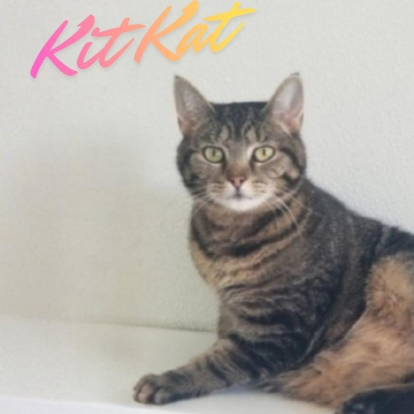 Enlarge Kit Kat, an adoptable Domestic Short Hair in Greensburg, PA image 1/6