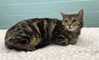 Enlarge Kit Kat, an adoptable Domestic Short Hair in Greensburg, PA image 2/2