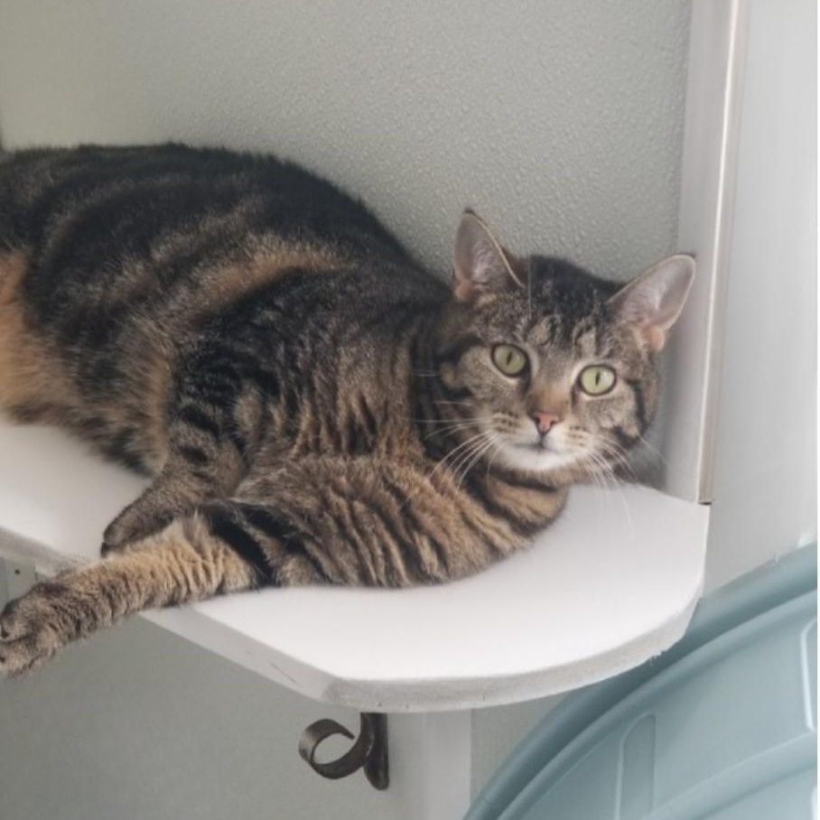 Enlarge Kit Kat, an adoptable Domestic Short Hair in Greensburg, PA image 2/6