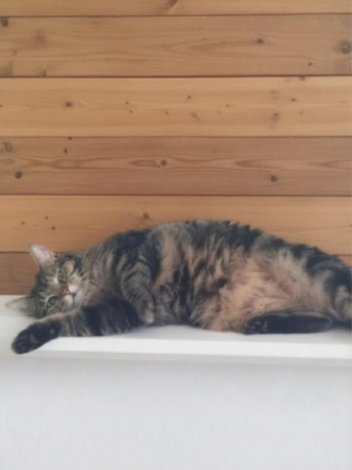 Enlarge Kit Kat, an adoptable Domestic Short Hair in Greensburg, PA image 5/6