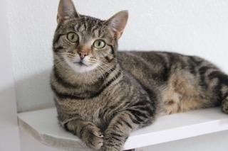 Kit Kat, adoptable, Adult Female Domestic Short Hair.