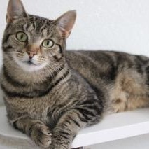 Enlarge Kit Kat, an adoptable Domestic Short Hair in Greensburg, PA image 4/6