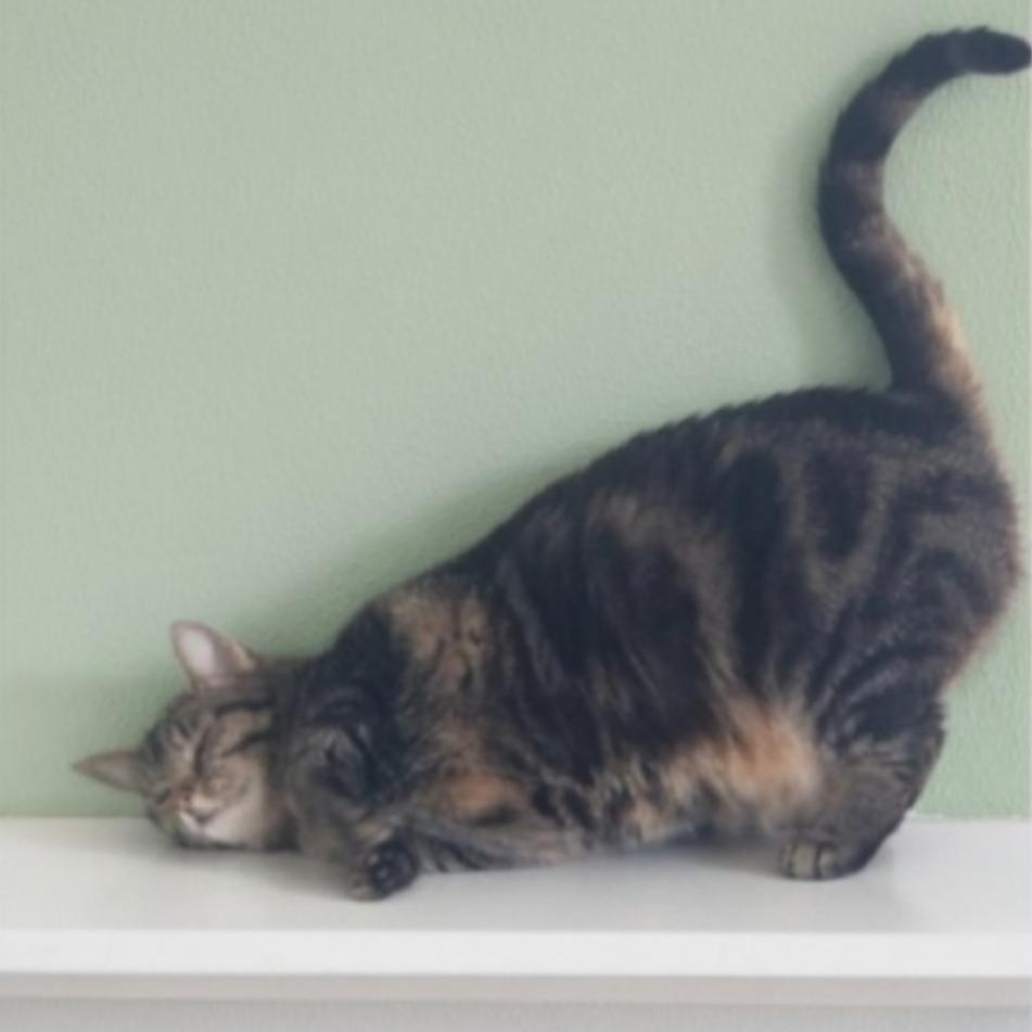 Enlarge Kit Kat, an adoptable Domestic Short Hair in Greensburg, PA image 3/6