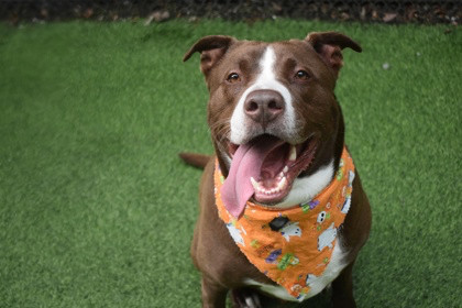 Waldon, an adoptable mixed breed in Lewiston, ME image 4/5