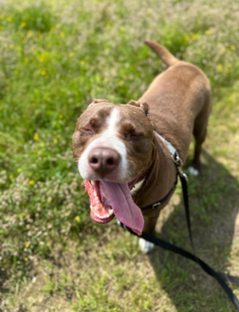 Waldon, an adoptable mixed breed in Lewiston, ME image 5/5