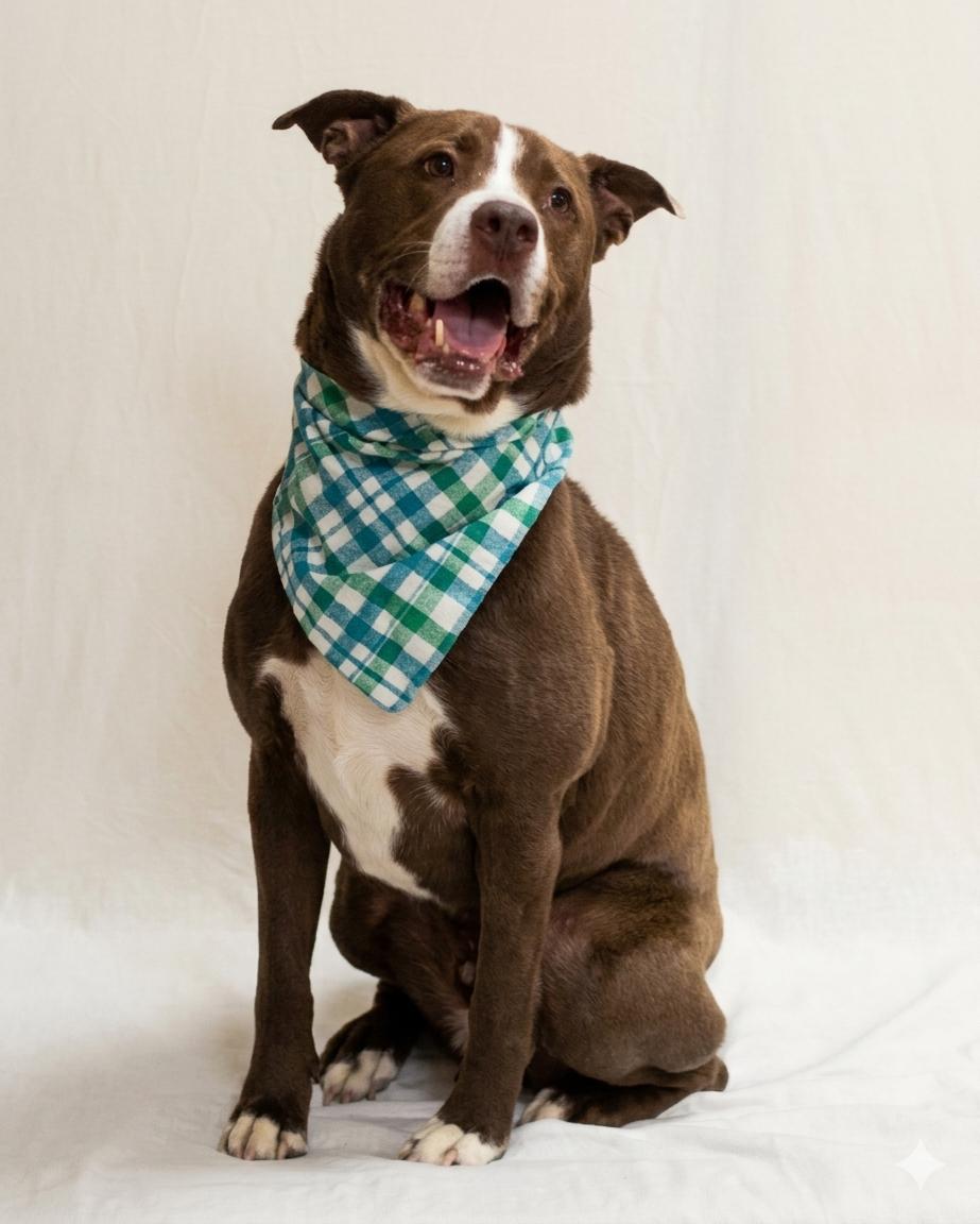 Waldon, an adoptable mixed breed in Lewiston, ME image 3/5