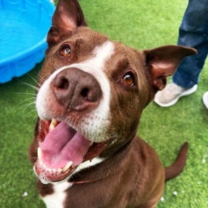 Waldon, an adoptable mixed breed in Lewiston, ME image 1/5